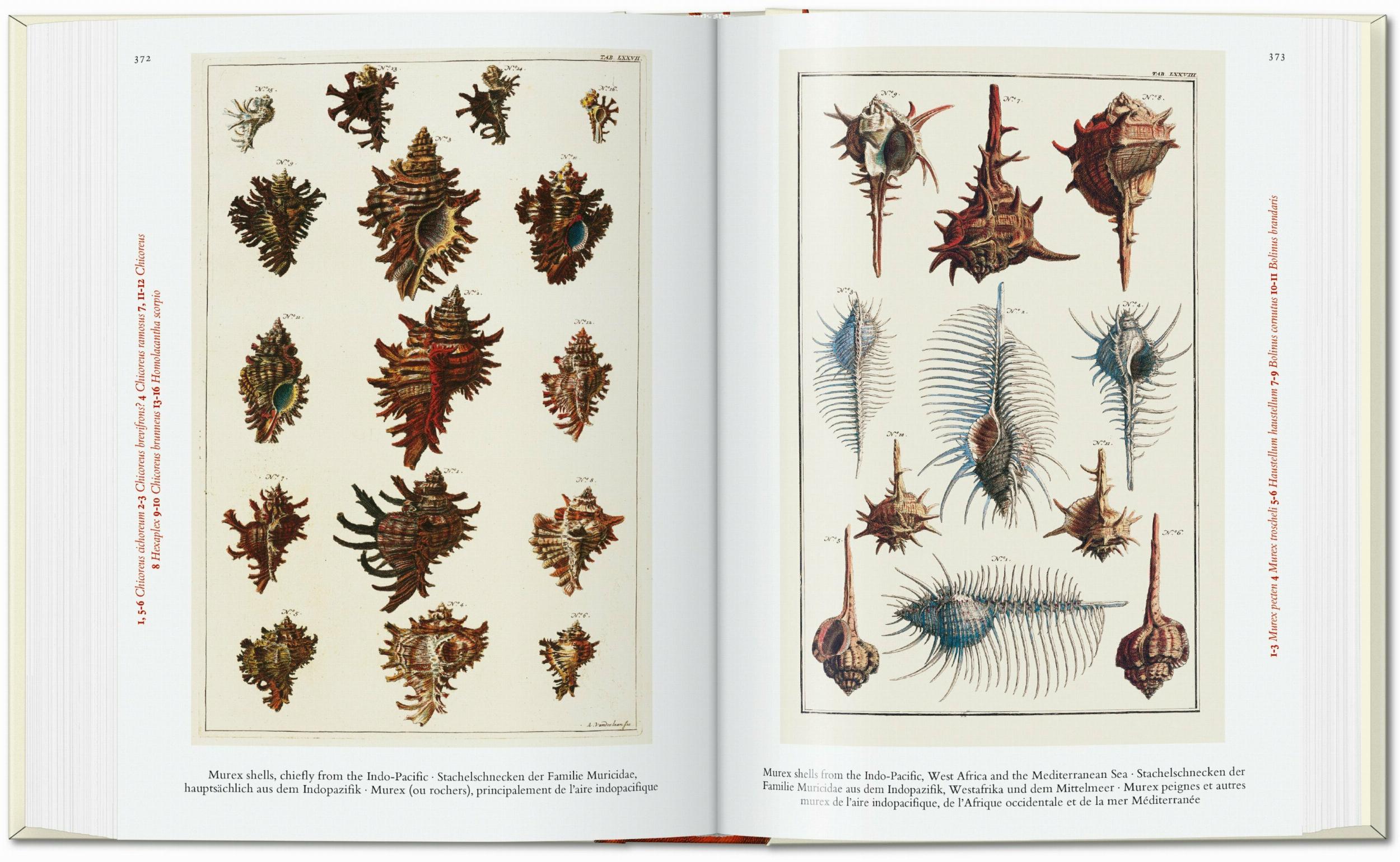 Taschen-Seba. Cabinet of Natural Curiosities. 45th Ed. (German, French, English)-Classics-Black-Deal-Outlet-by-ARCHIVIST