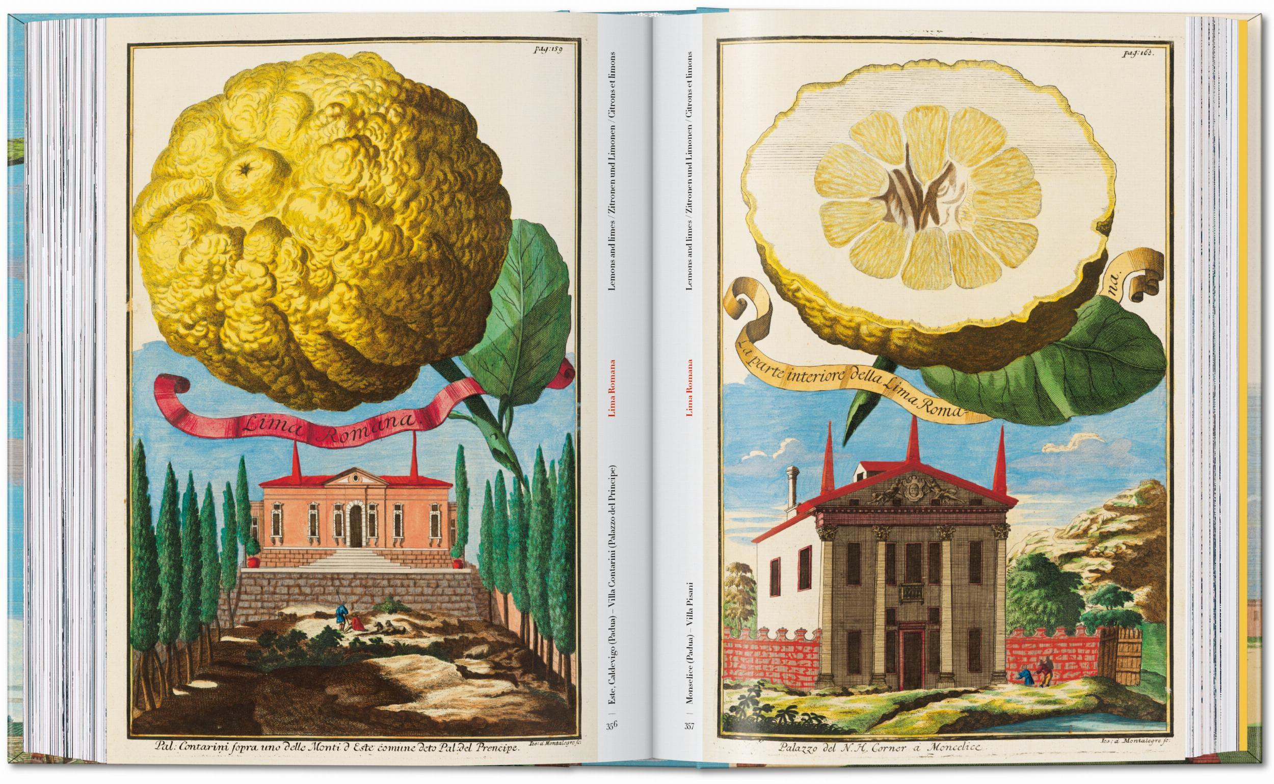 Taschen-J. C. Volkamer. The Book of Citrus Fruits. 45th Ed. (German, French, English)-Classics-Black-Deal-Outlet-by-ARCHIVIST