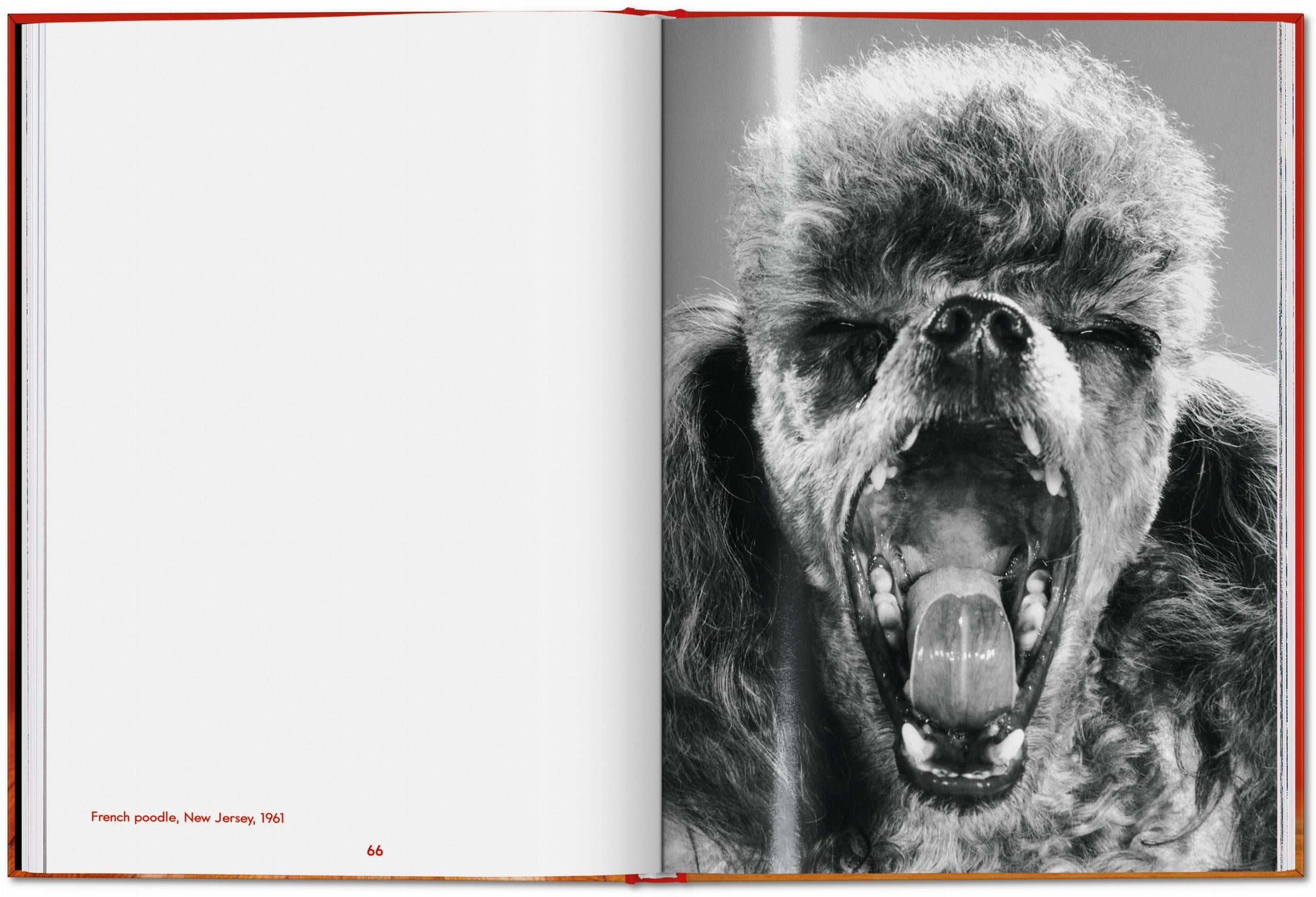 Taschen-Walter Chandoha. Dogs. Photographs 1941–1991 (English)-Photography-Black-Deal-Outlet-by-ARCHIVIST