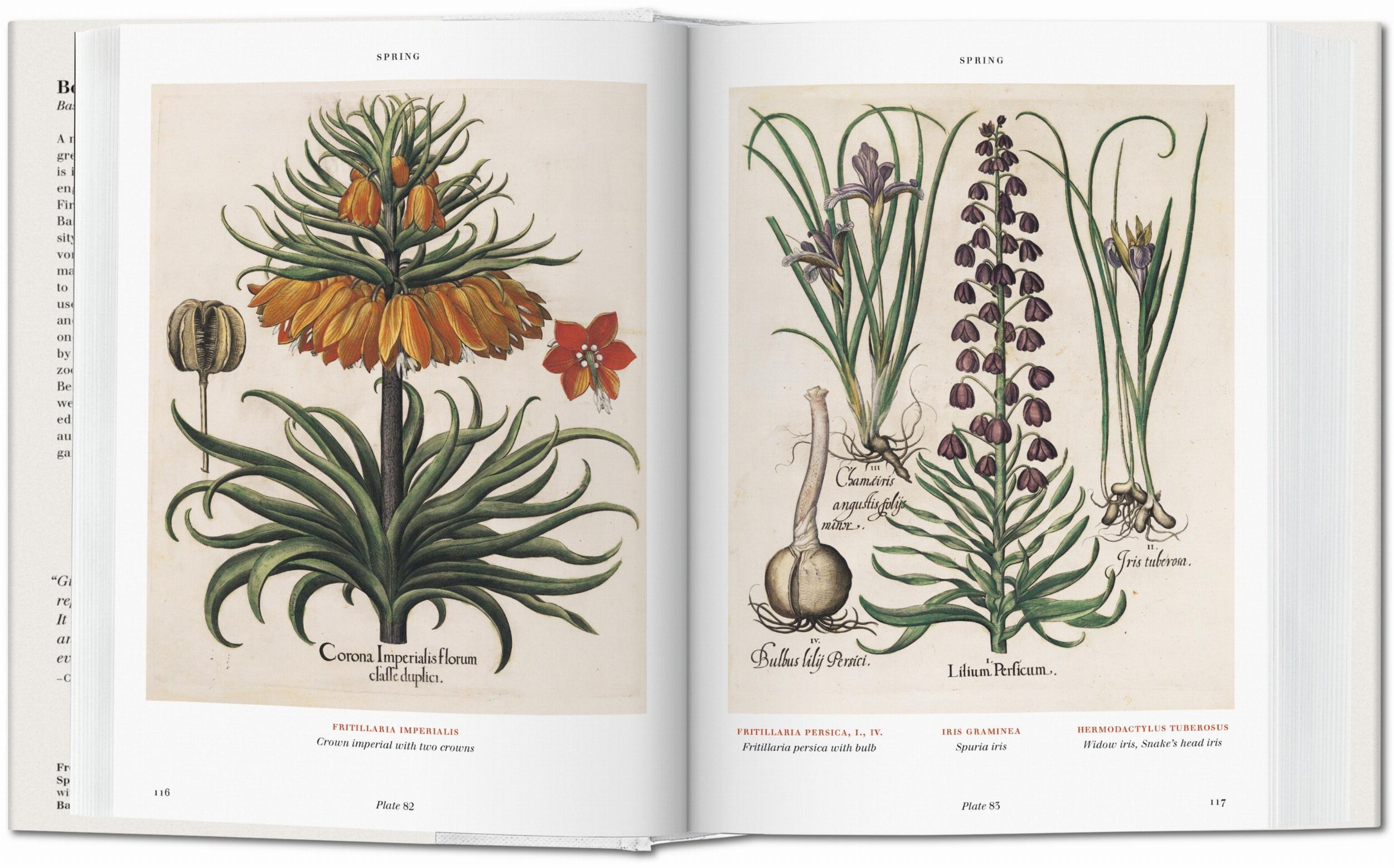 Taschen-Basilius Besler. Florilegium. The Book of Plants (English)-Classics-Black-Deal-Outlet-by-ARCHIVIST