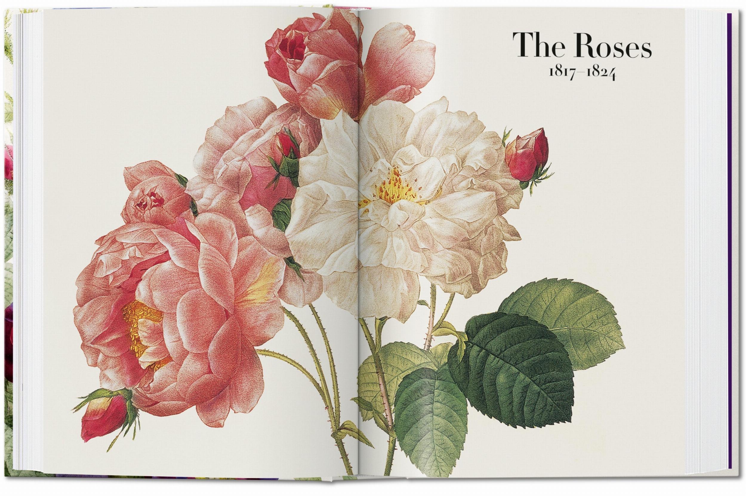 Taschen-Redouté. El libro de las flores. 45th Ed. (Spanish, English, Italian)-Classics-Black-Deal-Outlet-by-ARCHIVIST
