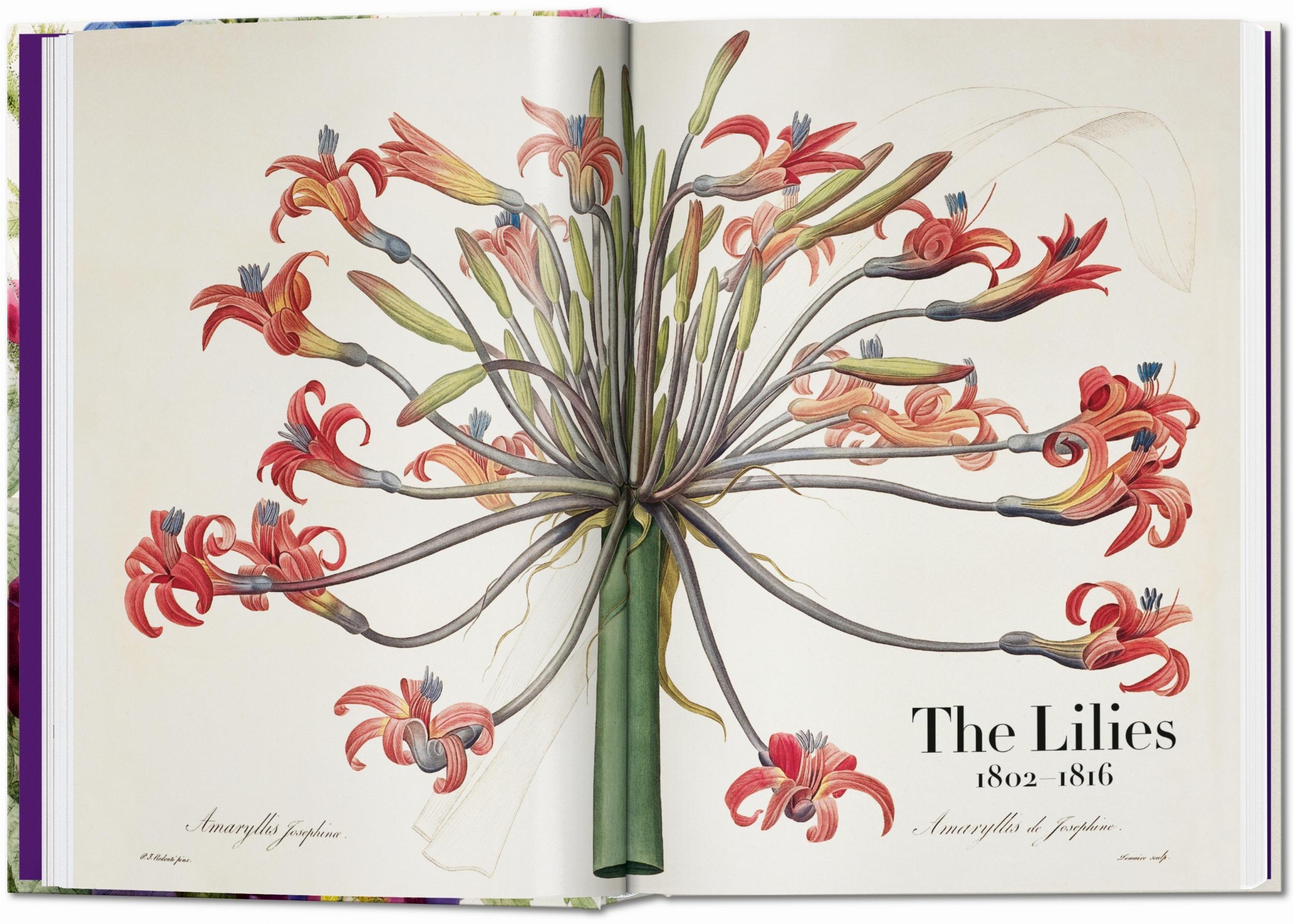 Taschen-Redouté. El libro de las flores. 45th Ed. (Spanish, English, Italian)-Classics-Black-Deal-Outlet-by-ARCHIVIST