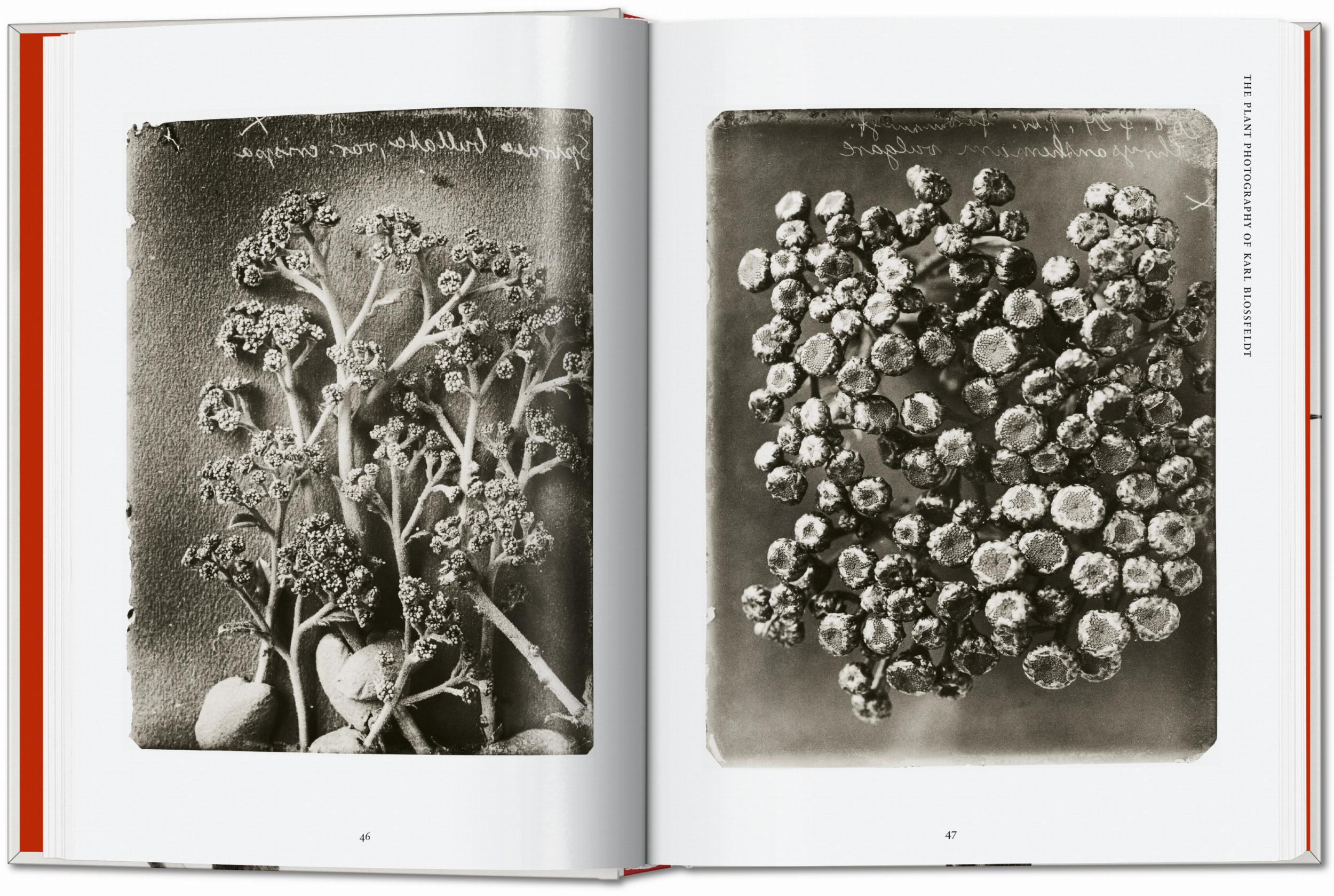Taschen-Karl Blossfeldt. The Complete Published Work. 45th Ed. (German, French, English)-Photography-Black-Deal-Outlet-by-ARCHIVIST