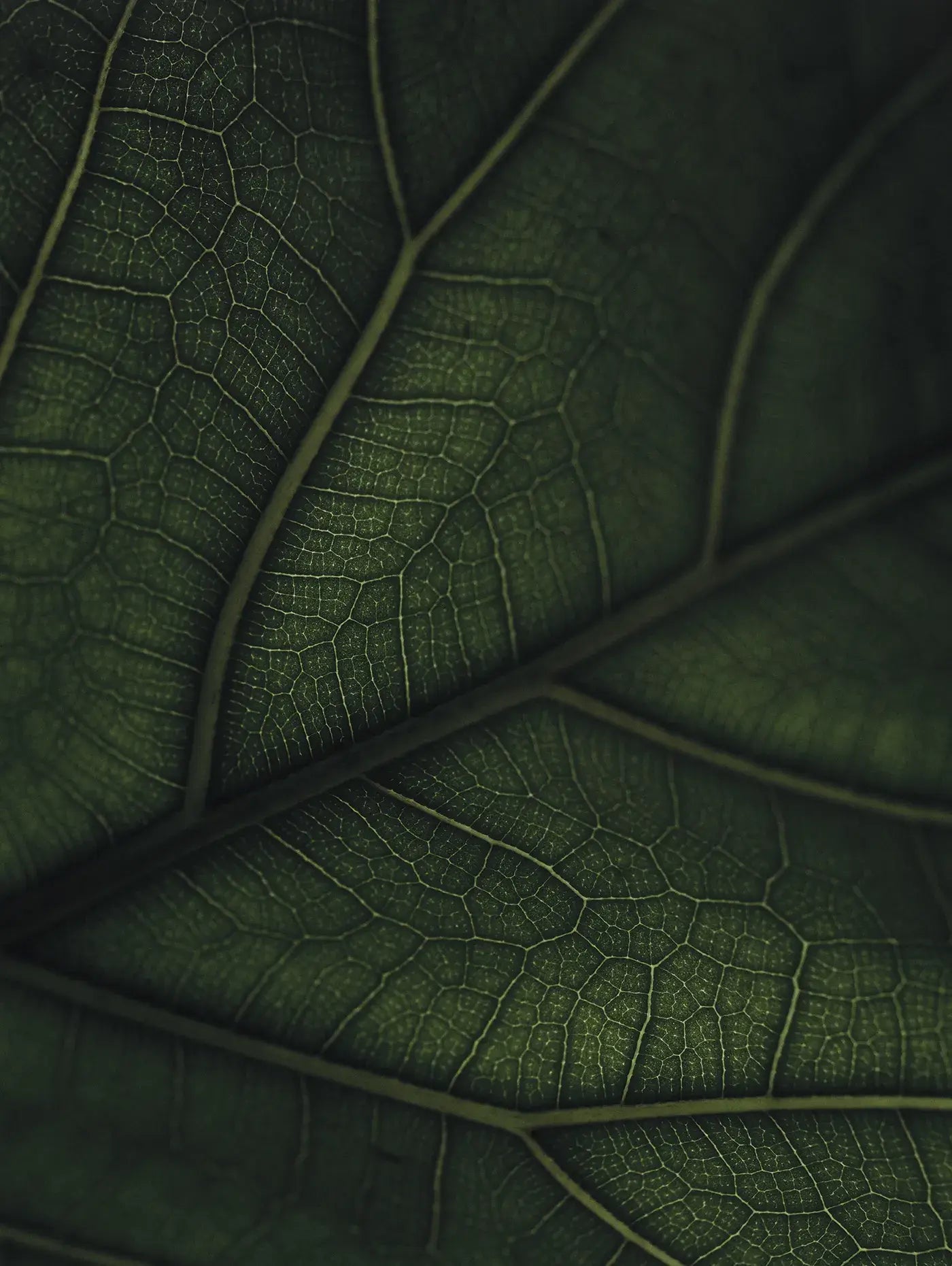 Verdancia-Green Home Book - Coffee Table Book - Grün Wohnen-Buch-Black-Deal-Outlet-by-ARCHIVIST