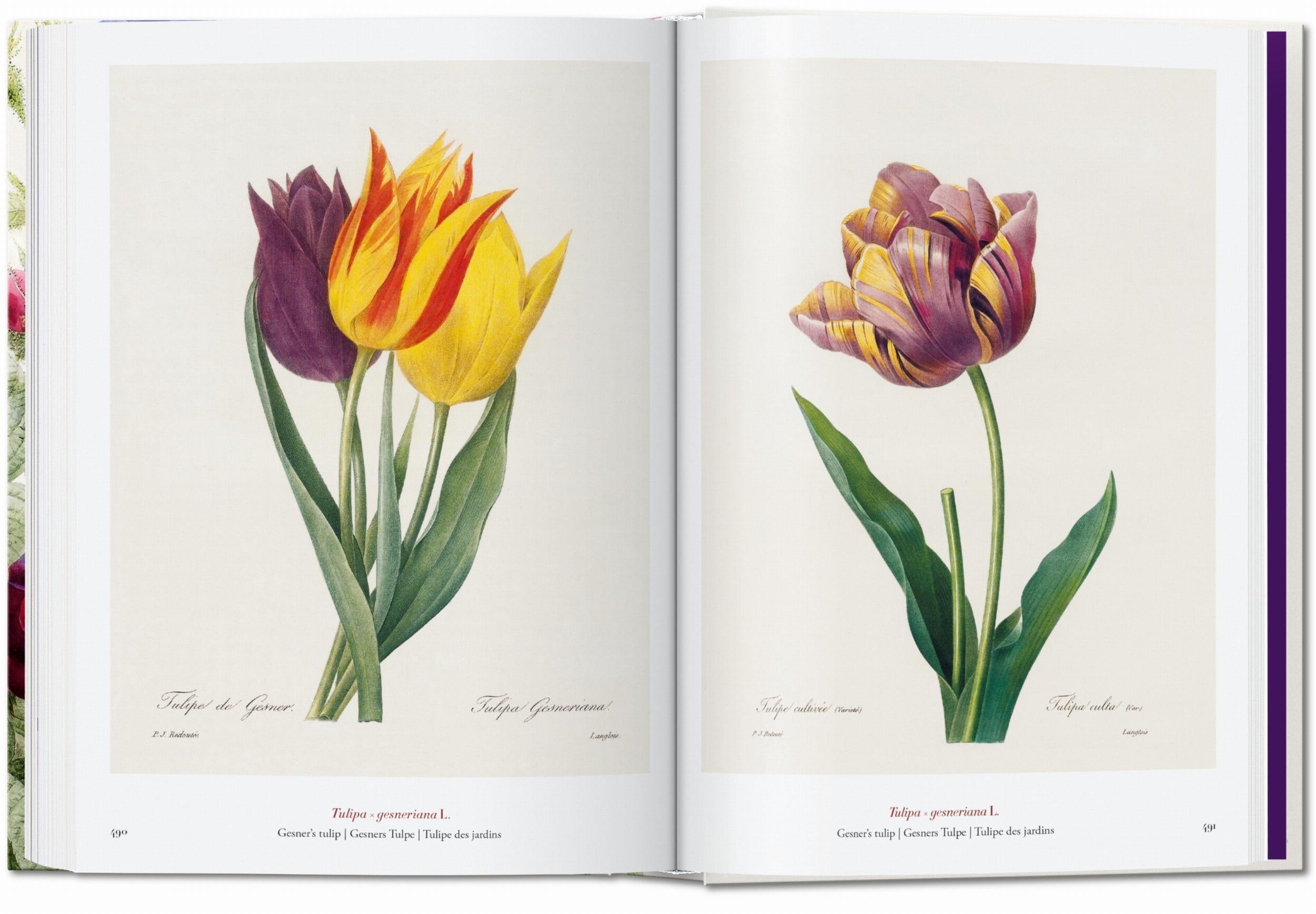 Taschen-Redouté. El libro de las flores. 45th Ed. (Spanish, English, Italian)-Classics-Black-Deal-Outlet-by-ARCHIVIST