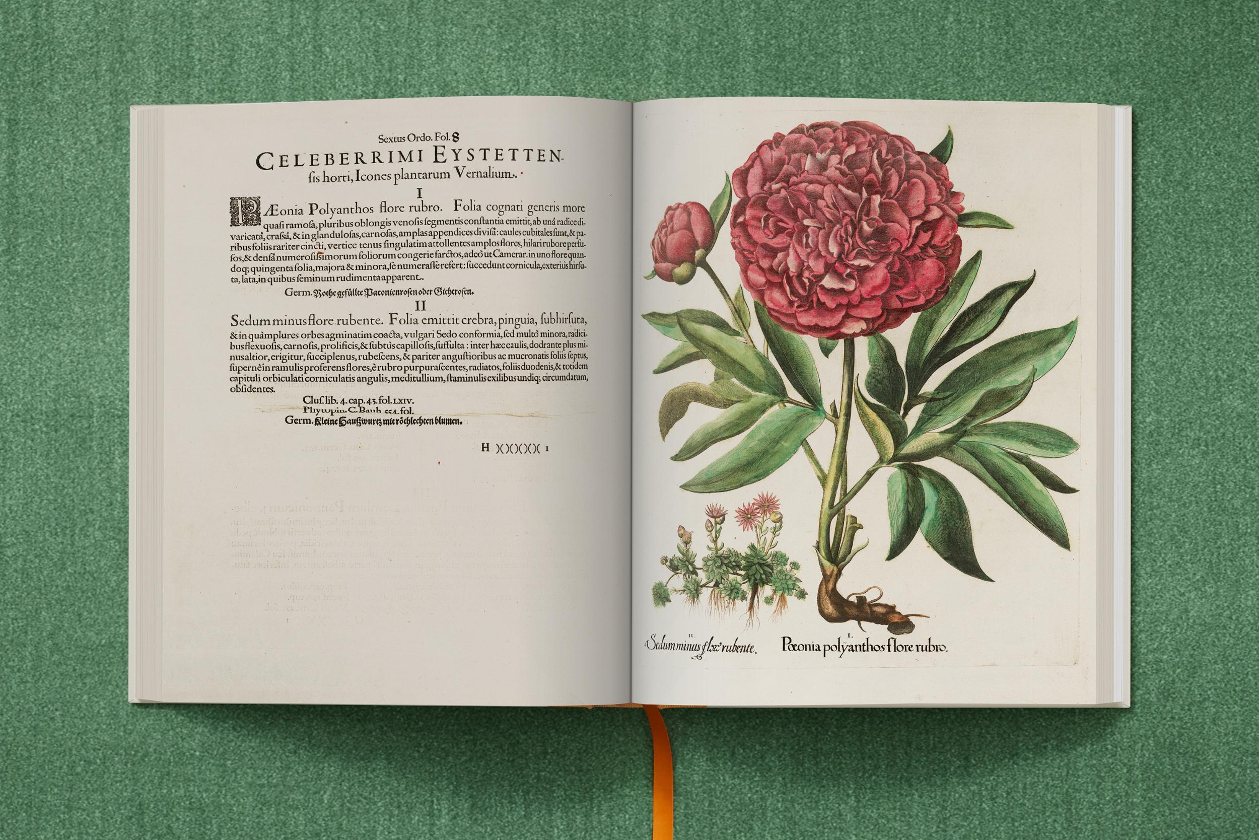 Taschen-Basilius Besler. The Garden at Eichstätt (German, French, English) (FFE)-Classics-Black-Deal-Outlet-by-ARCHIVIST