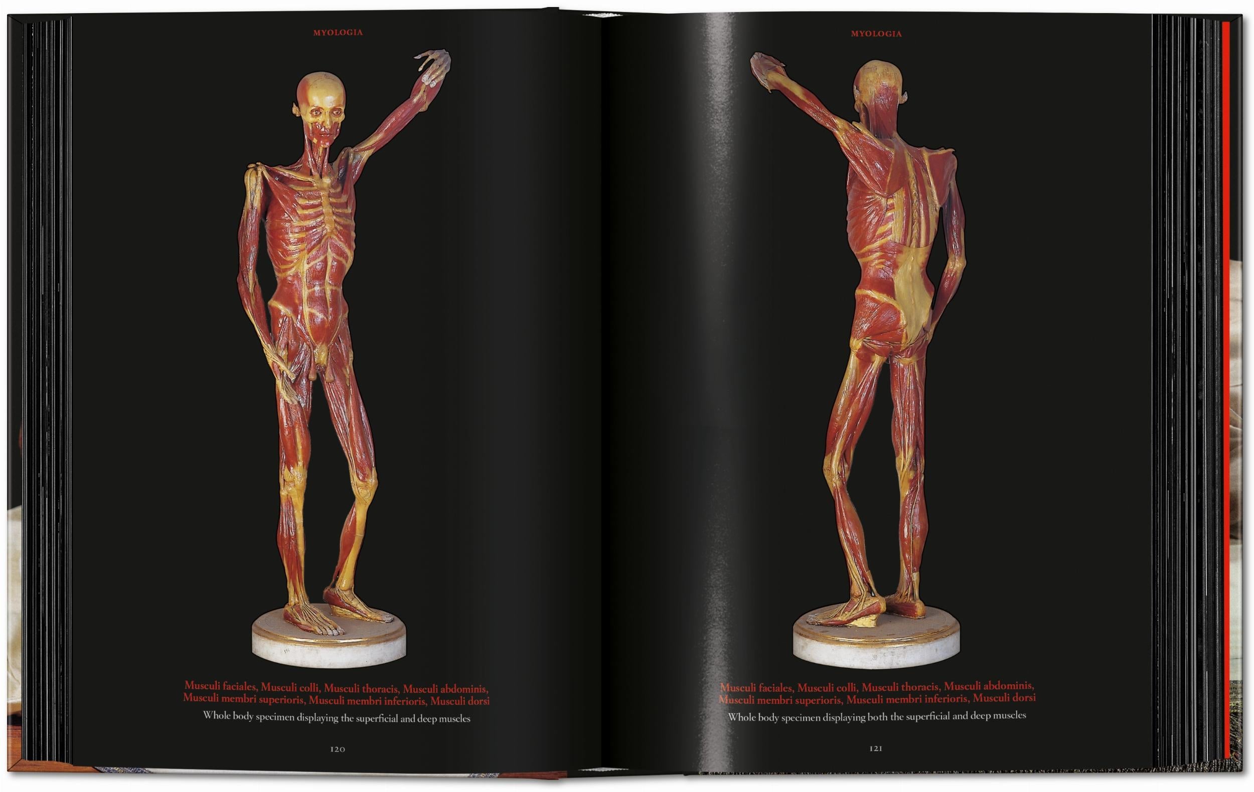Taschen-Anatomical Waxes. 45th Ed. (German, French, English)-Classics-Black-Deal-Outlet-by-ARCHIVIST