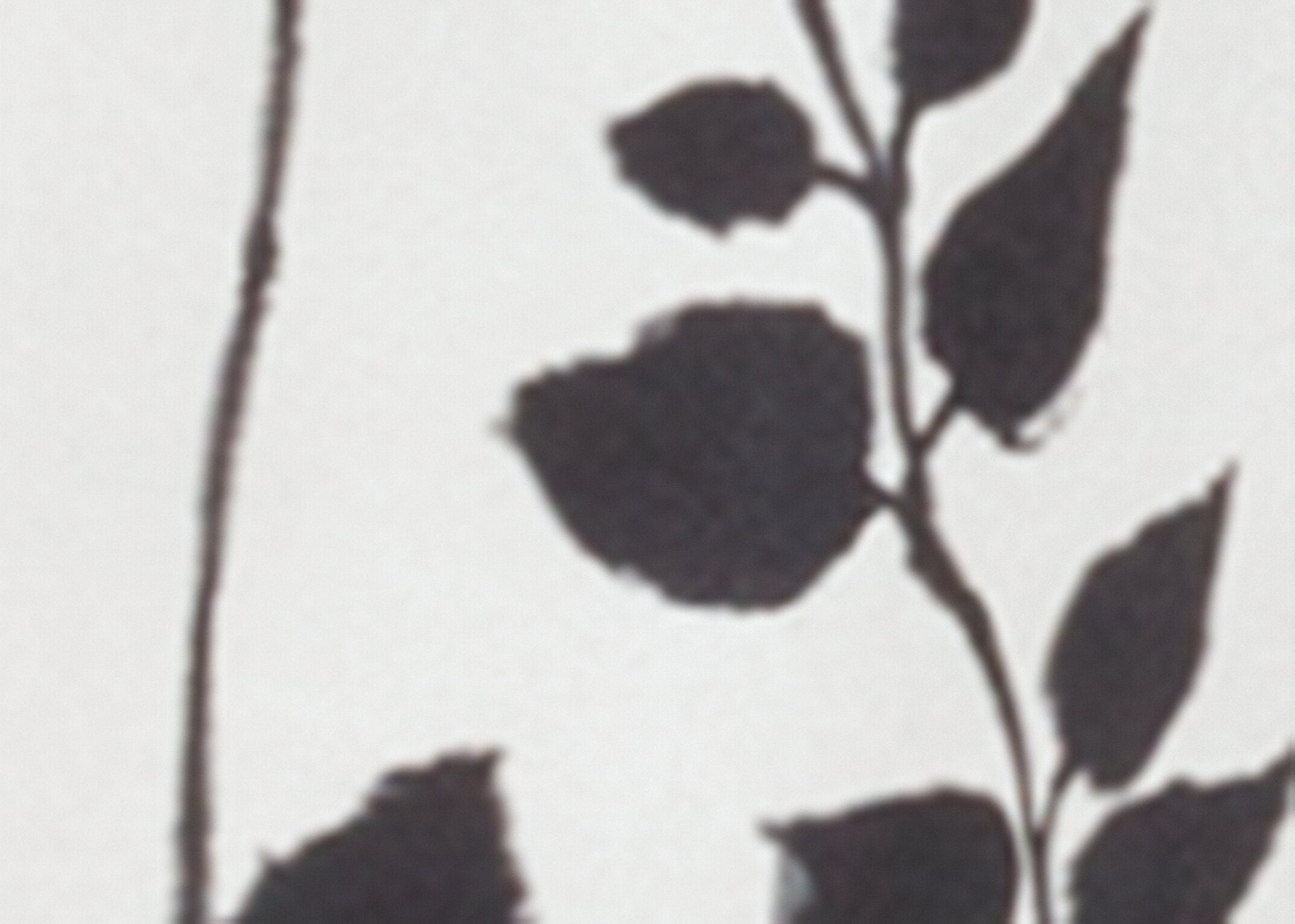 Top mit Herbarium-Print