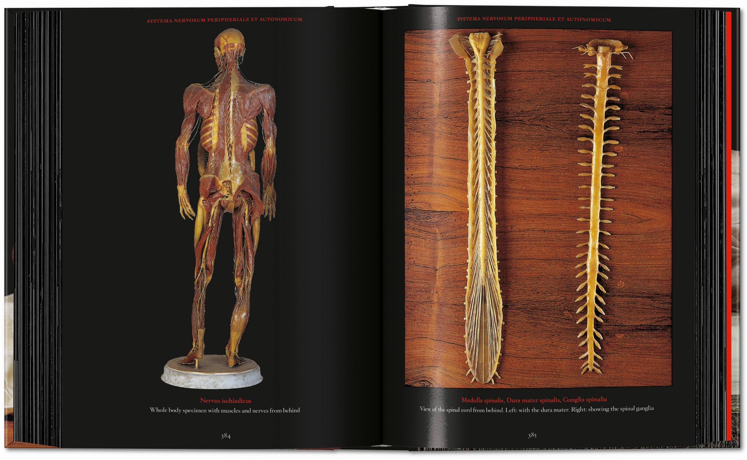 Taschen-Anatomical Waxes. 45th Ed. (German, French, English)-Classics-Black-Deal-Outlet-by-ARCHIVIST