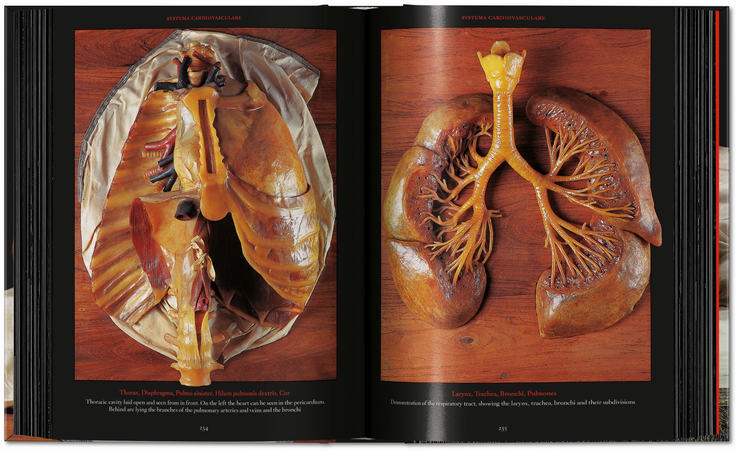 Taschen-Anatomical Waxes. 45th Ed. (German, French, English)-Classics-Black-Deal-Outlet-by-ARCHIVIST