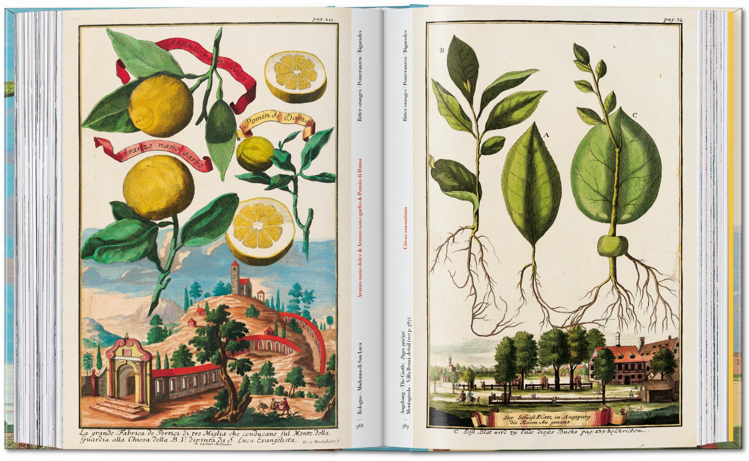 Taschen-J. C. Volkamer. The Book of Citrus Fruits. 45th Ed. (German, French, English)-Classics-Black-Deal-Outlet-by-ARCHIVIST