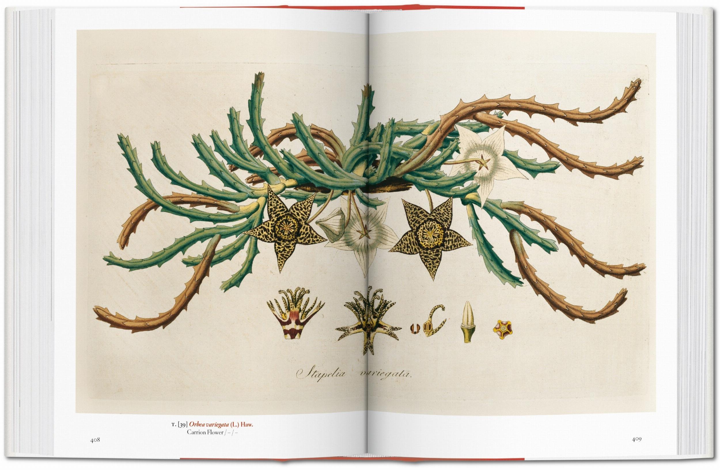 Taschen-A Garden Eden. Masterpieces of Botanical Illustration. 45th Ed. (Spanish, English, Italian)-Classics-Black-Deal-Outlet-by-ARCHIVIST