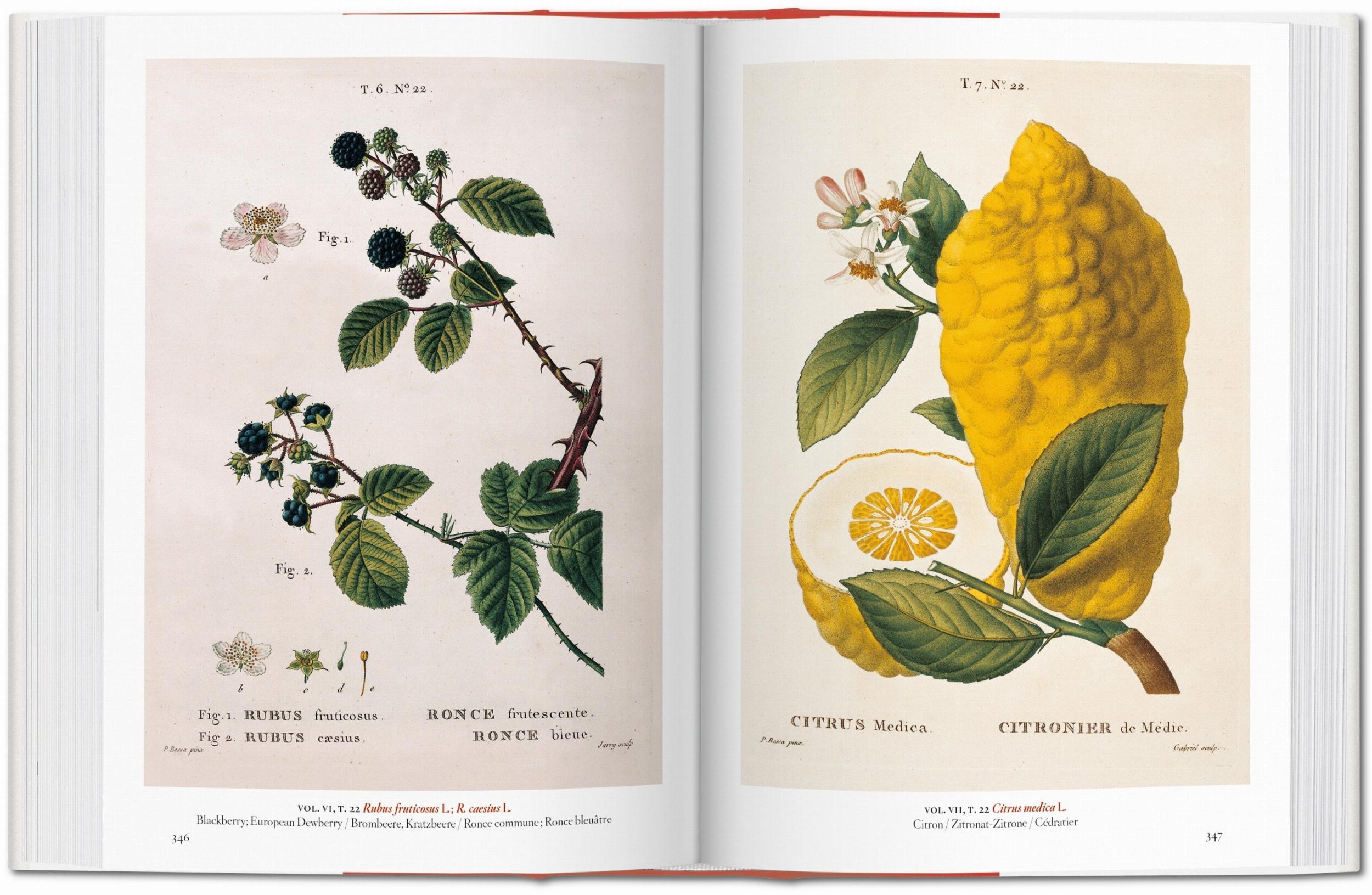 Taschen-A Garden Eden. Masterpieces of Botanical Illustration. 45th Ed. (German, French, English)-Classics-Black-Deal-Outlet-by-ARCHIVIST