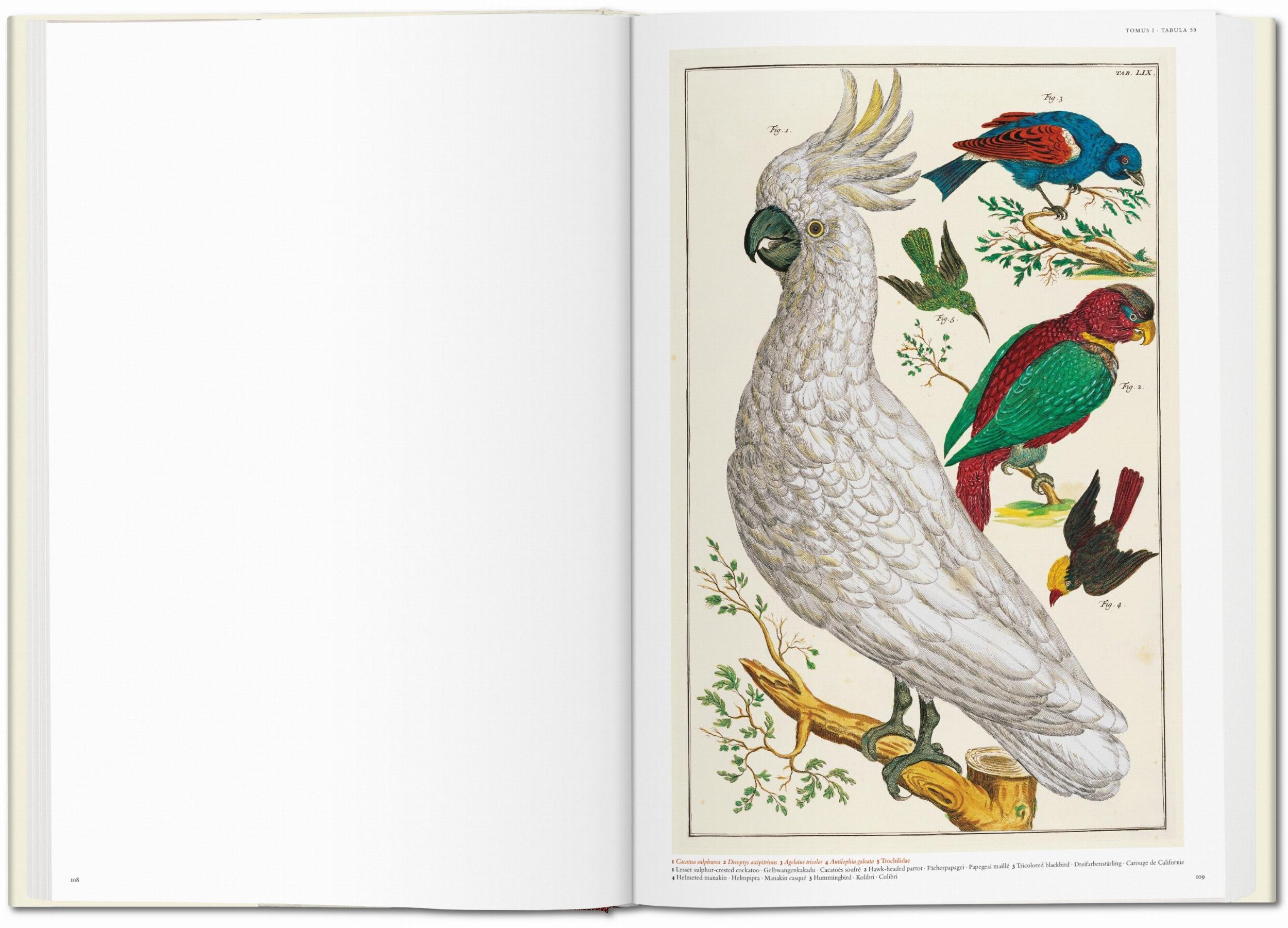 Taschen-Seba. Cabinet of Natural Curiosities (German, French, English)-Classics-Black-Deal-Outlet-by-ARCHIVIST