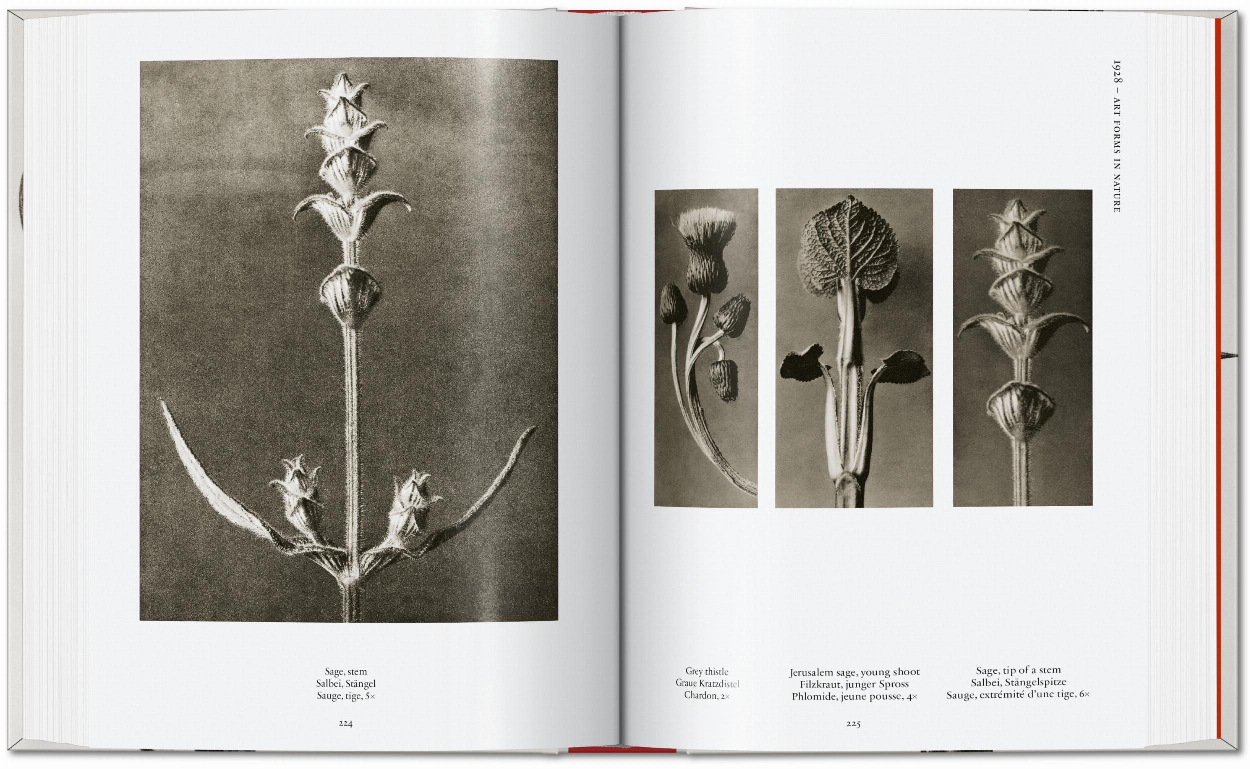 Taschen-Karl Blossfeldt. The Complete Published Work. 45th Ed. (German, French, English)-Photography-Black-Deal-Outlet-by-ARCHIVIST