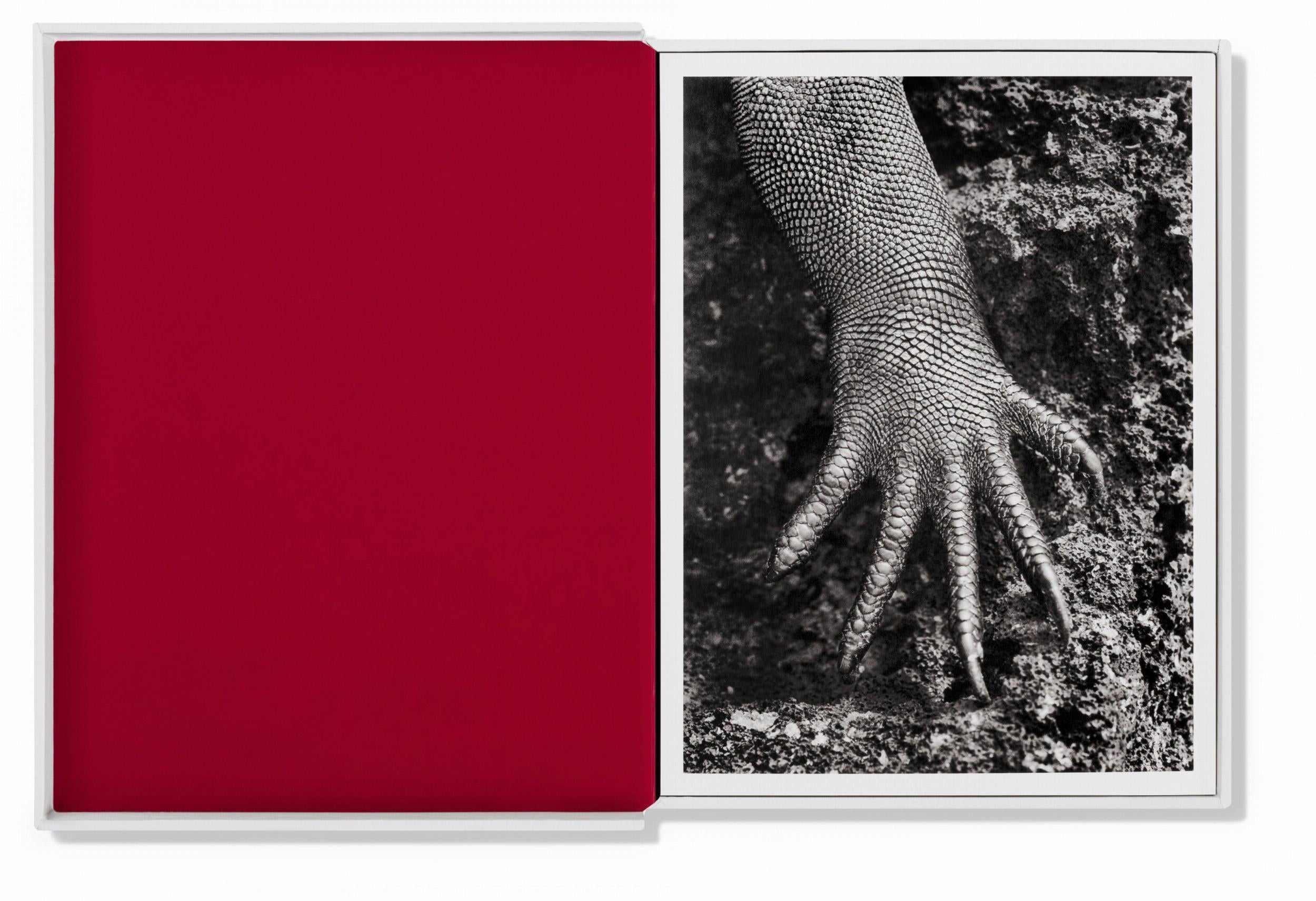 Taschen-Sebastião Salgado. Genesis. Postcard Set (German, Spanish, French, English)-Photography-Black-Deal-Outlet-by-ARCHIVIST