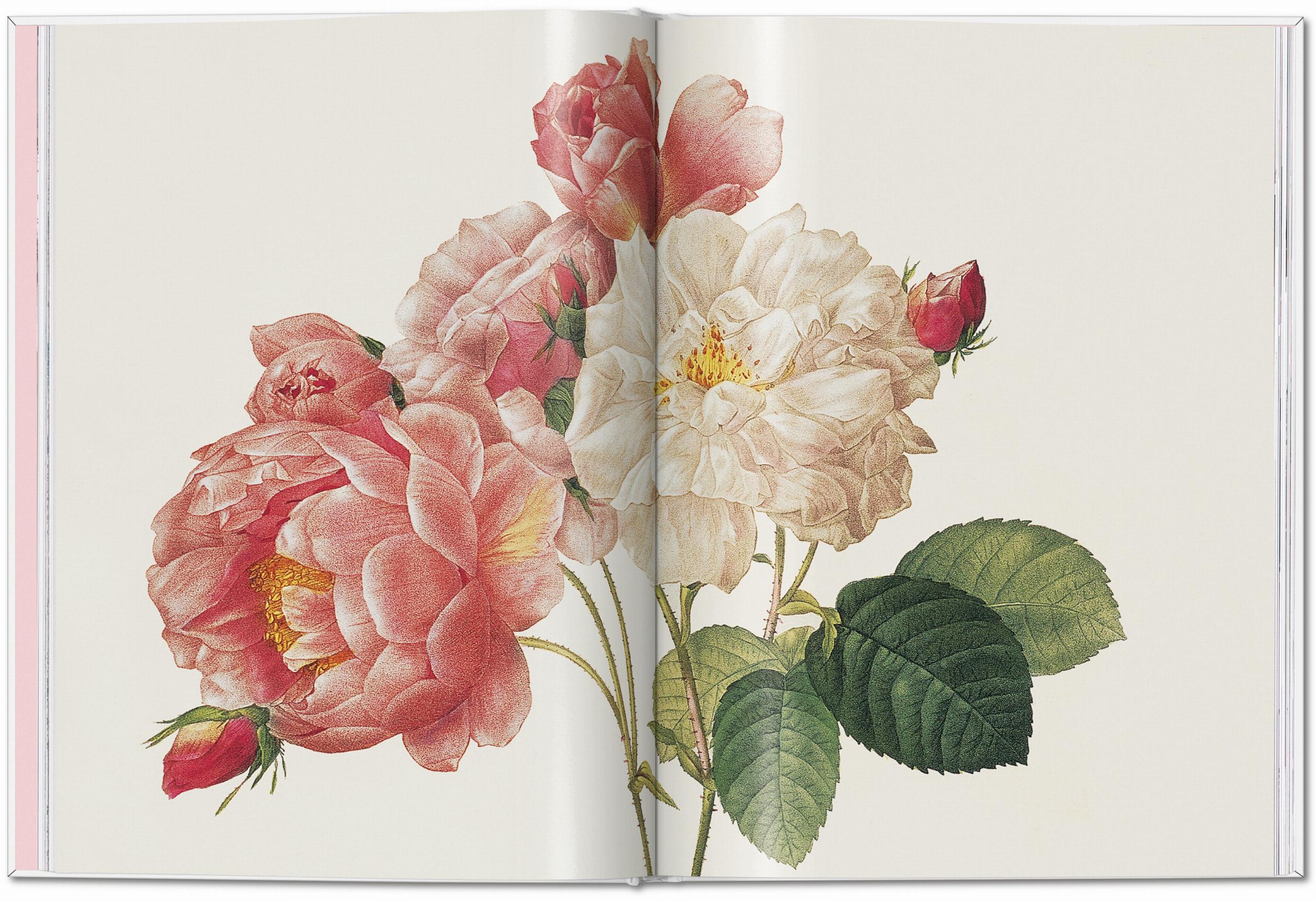 Taschen-Redouté. Roses (Spanish, English, Italian)-Classics-Black-Deal-Outlet-by-ARCHIVIST