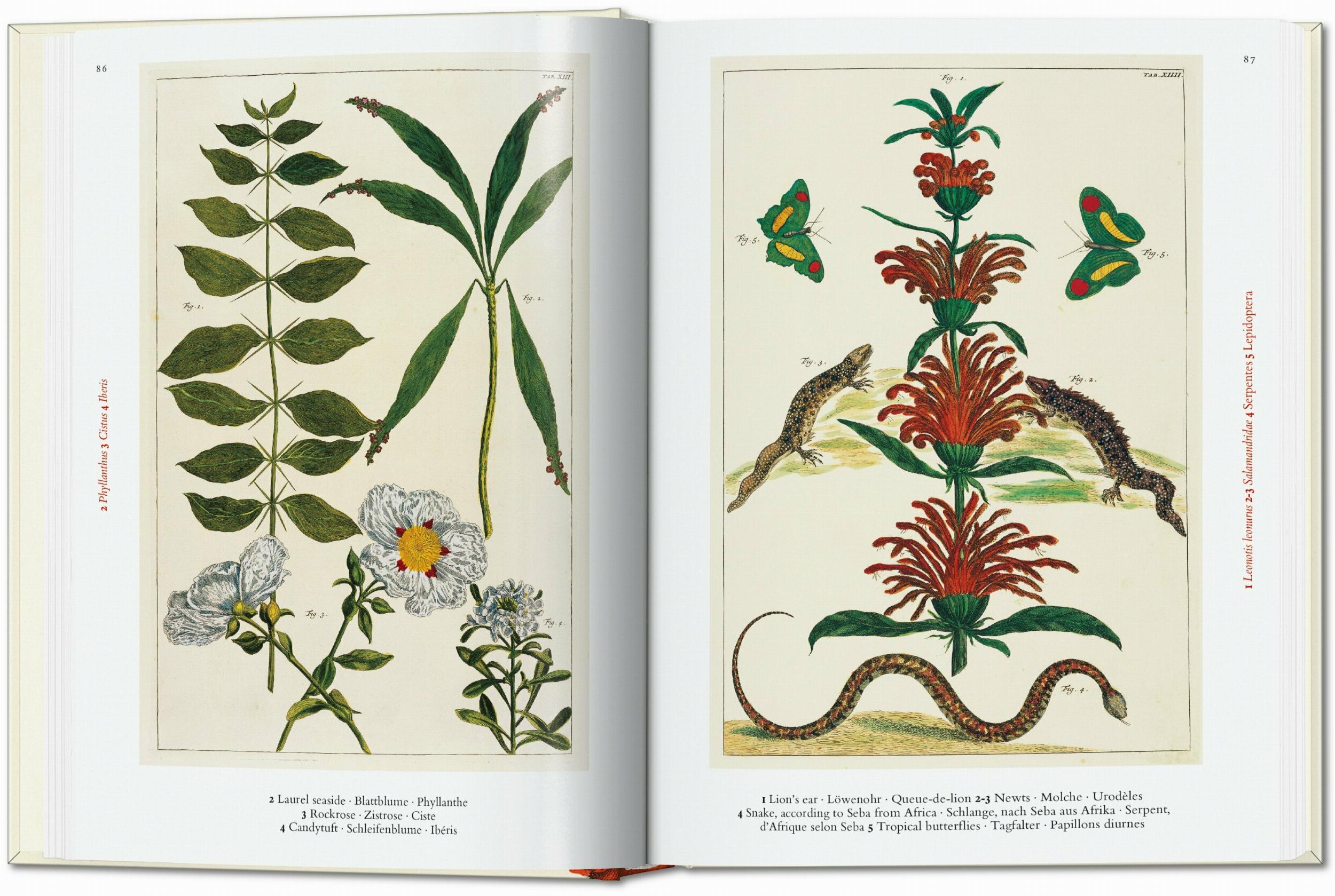 Taschen-Seba. Cabinet of Natural Curiosities. 45th Ed. (German, French, English)-Classics-Black-Deal-Outlet-by-ARCHIVIST