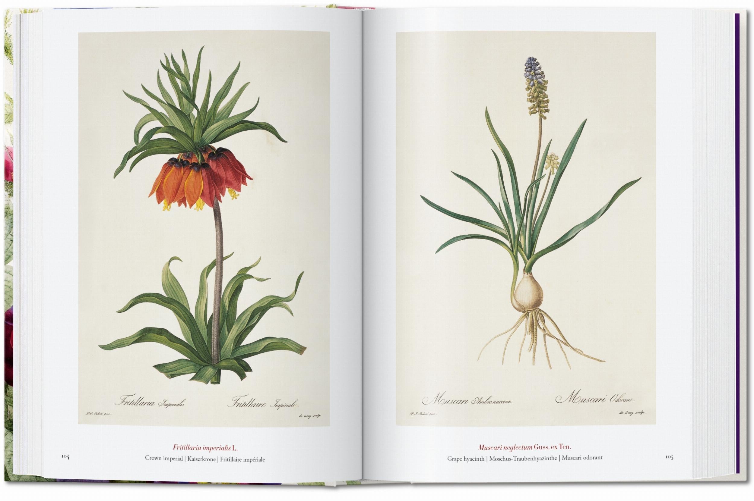 Taschen-Redouté. El libro de las flores. 45th Ed. (Spanish, English, Italian)-Classics-Black-Deal-Outlet-by-ARCHIVIST