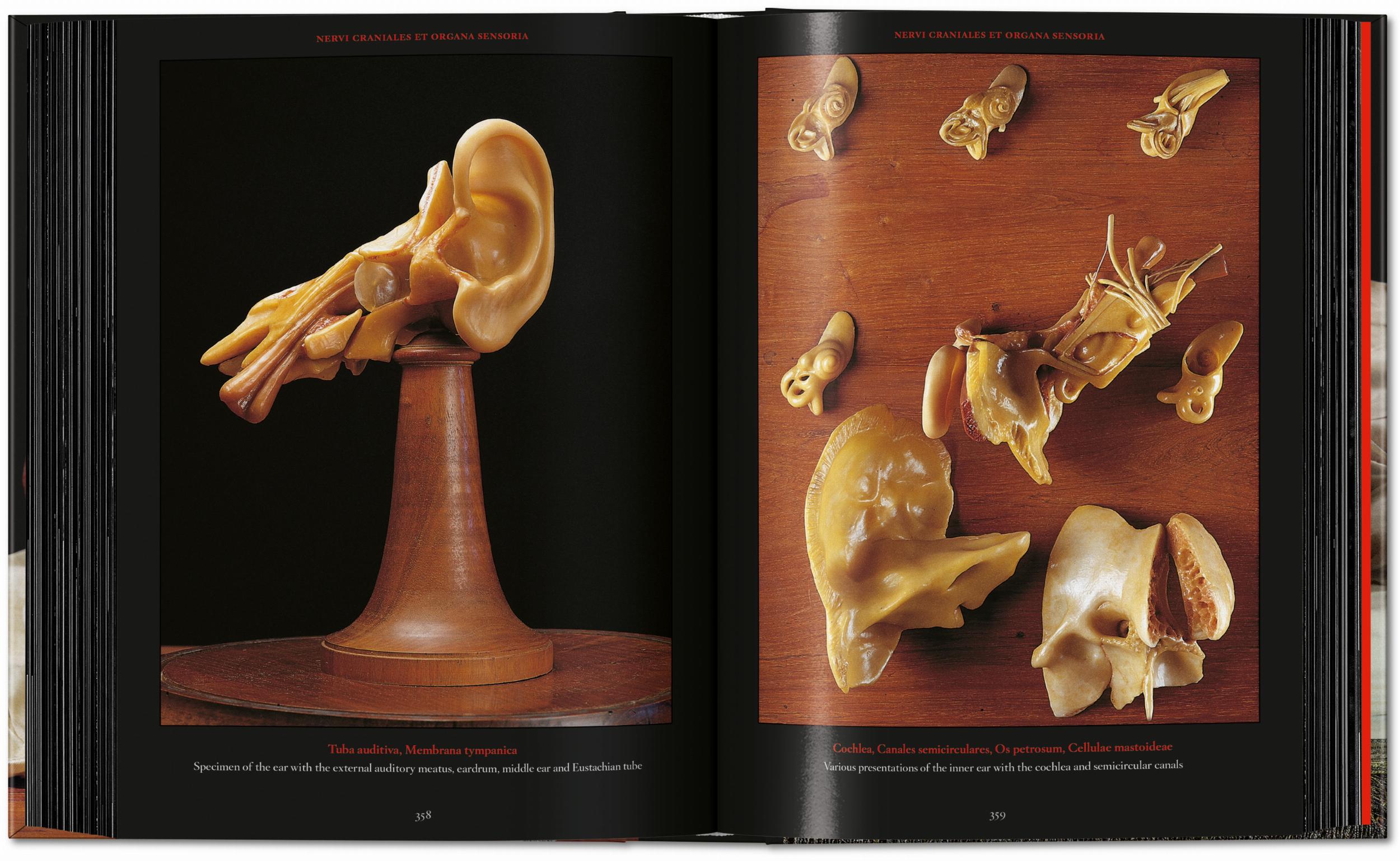 Taschen-Anatomical Waxes. 45th Ed. (German, French, English)-Classics-Black-Deal-Outlet-by-ARCHIVIST