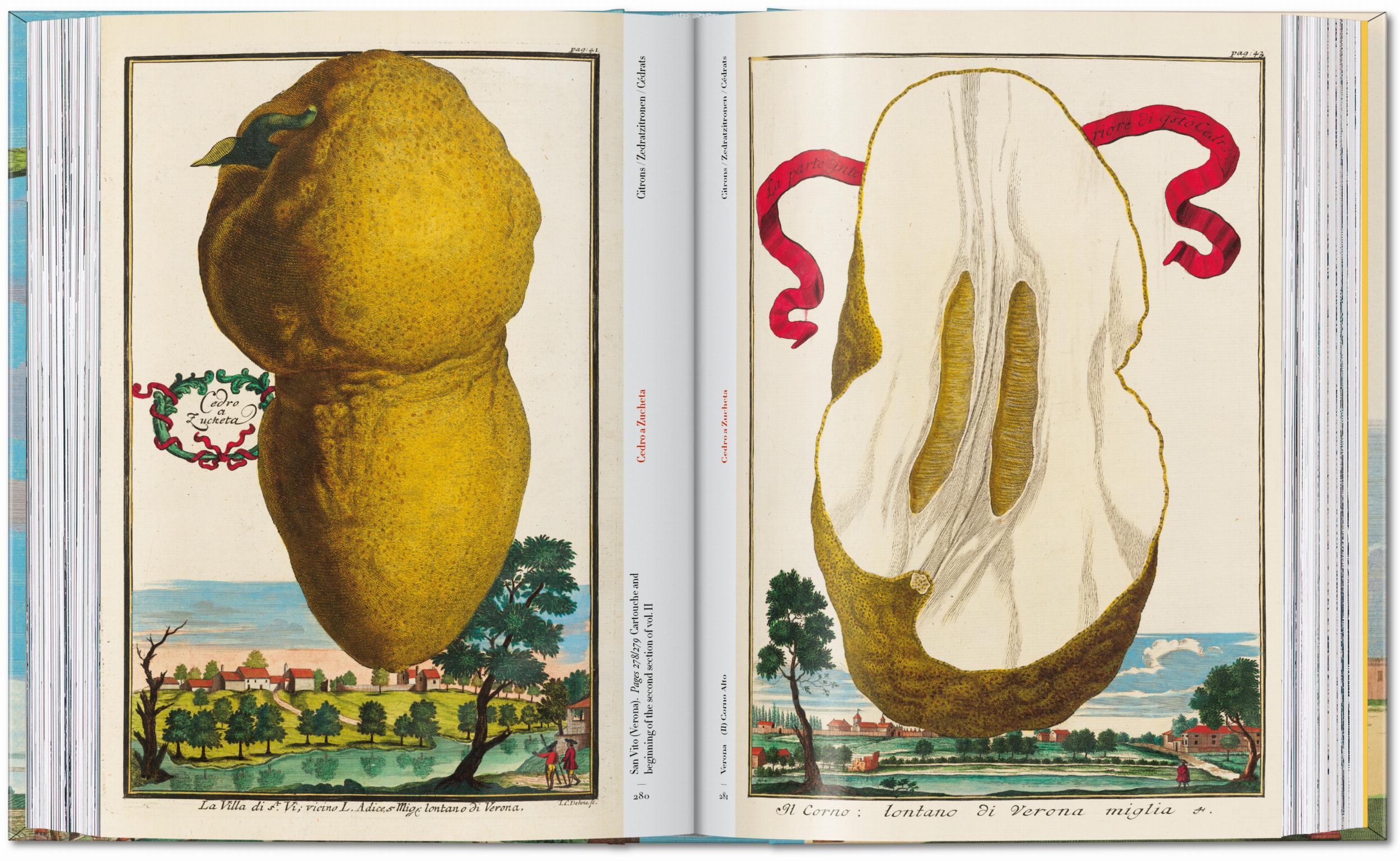 Taschen-J. C. Volkamer. The Book of Citrus Fruits. 45th Ed. (German, French, English)-Classics-Black-Deal-Outlet-by-ARCHIVIST
