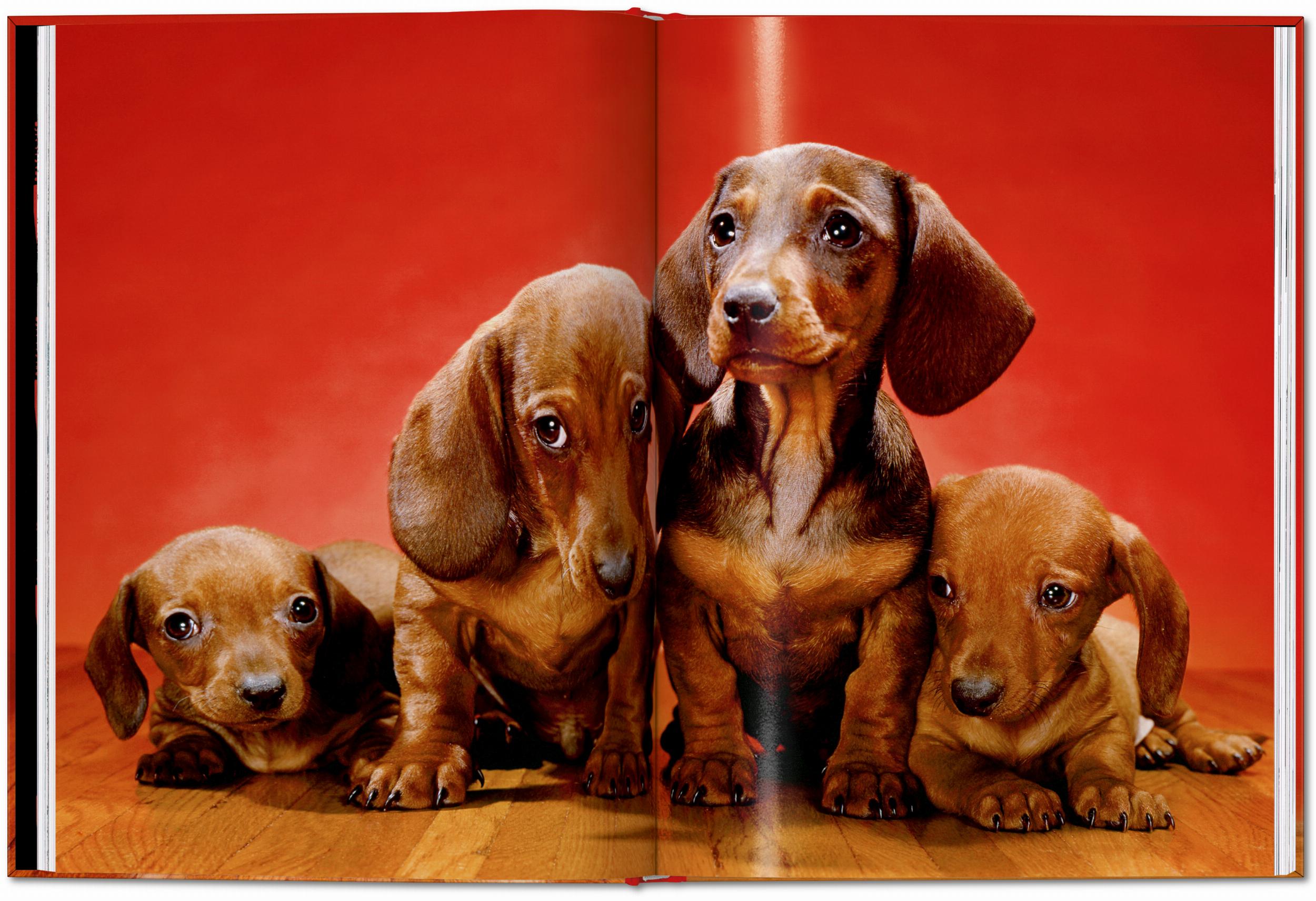 Taschen-Walter Chandoha. Dogs. Photographs 1941–1991 (English)-Photography-Black-Deal-Outlet-by-ARCHIVIST