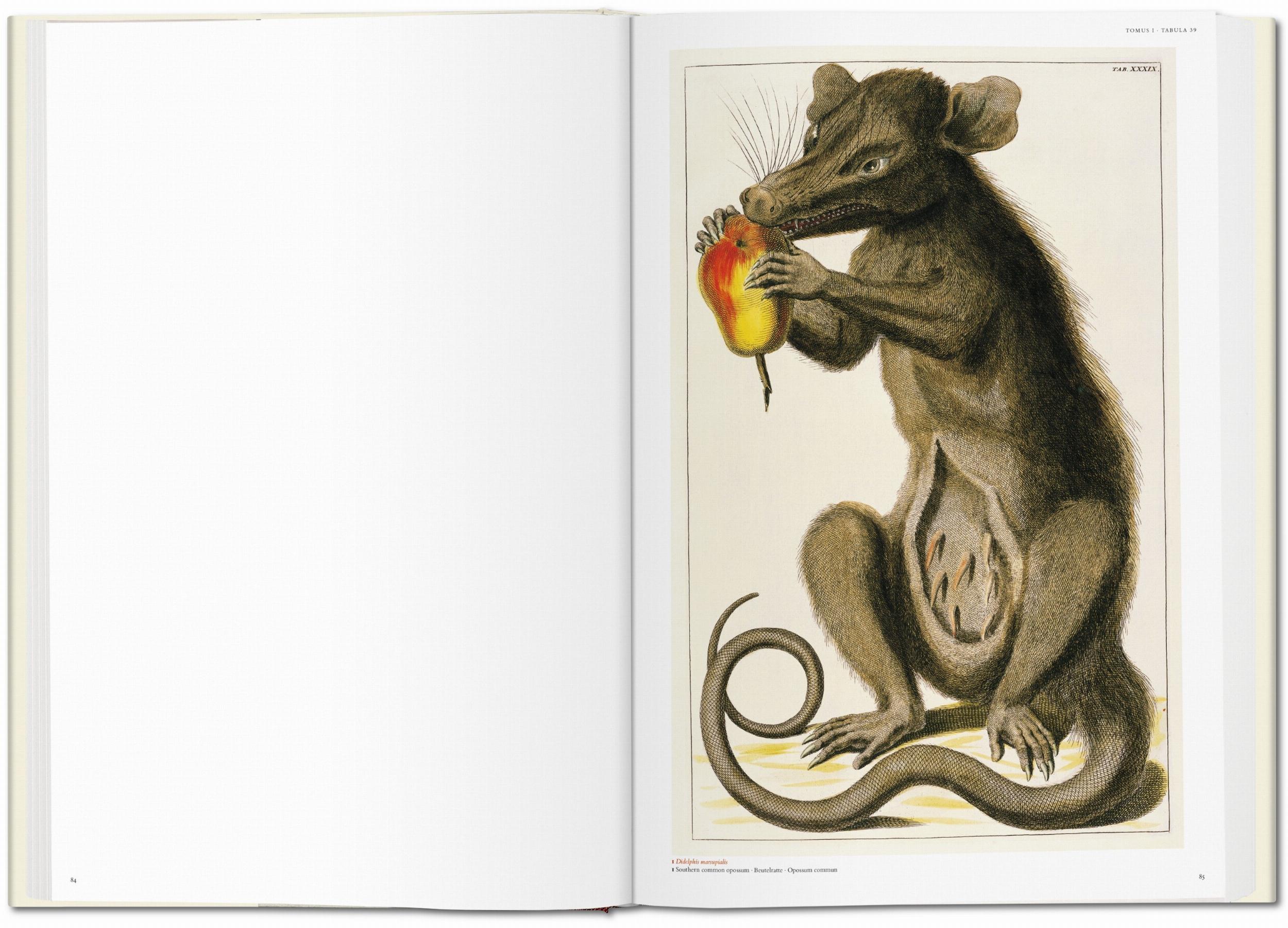 Taschen-Seba. Cabinet of Natural Curiosities (German, French, English)-Classics-Black-Deal-Outlet-by-ARCHIVIST