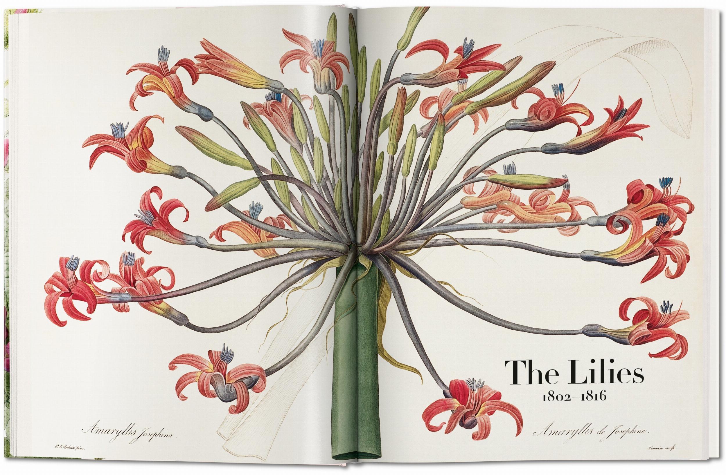 Taschen-Redouté. The Book of Flowers (German, French, English)-Classics-Black-Deal-Outlet-by-ARCHIVIST