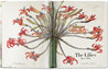 Taschen-Redouté. The Book of Flowers (German, French, English)-Classics-Black-Deal-Outlet-by-ARCHIVIST