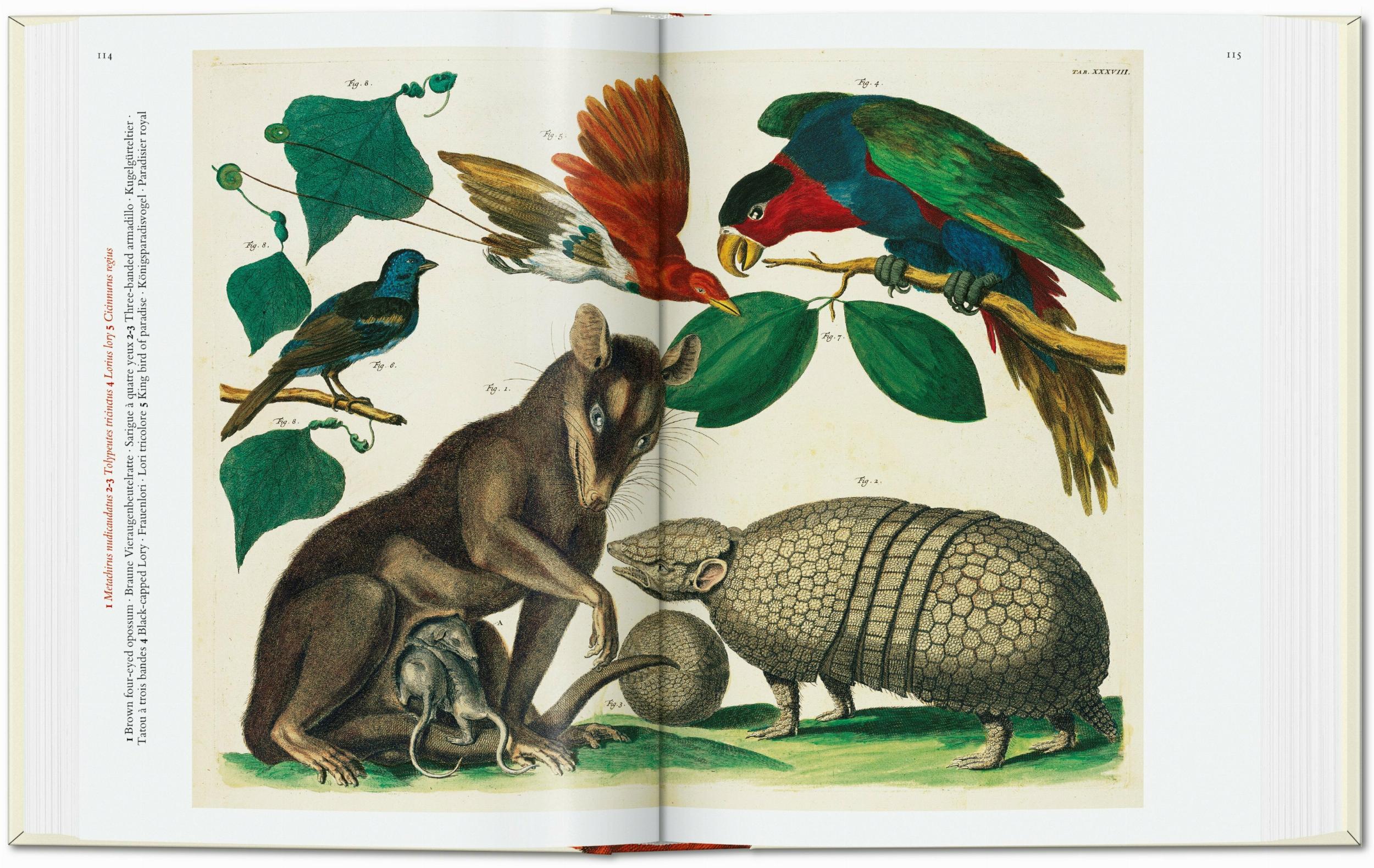 Taschen-Seba. Cabinet of Natural Curiosities. 45th Ed. (German, French, English)-Classics-Black-Deal-Outlet-by-ARCHIVIST