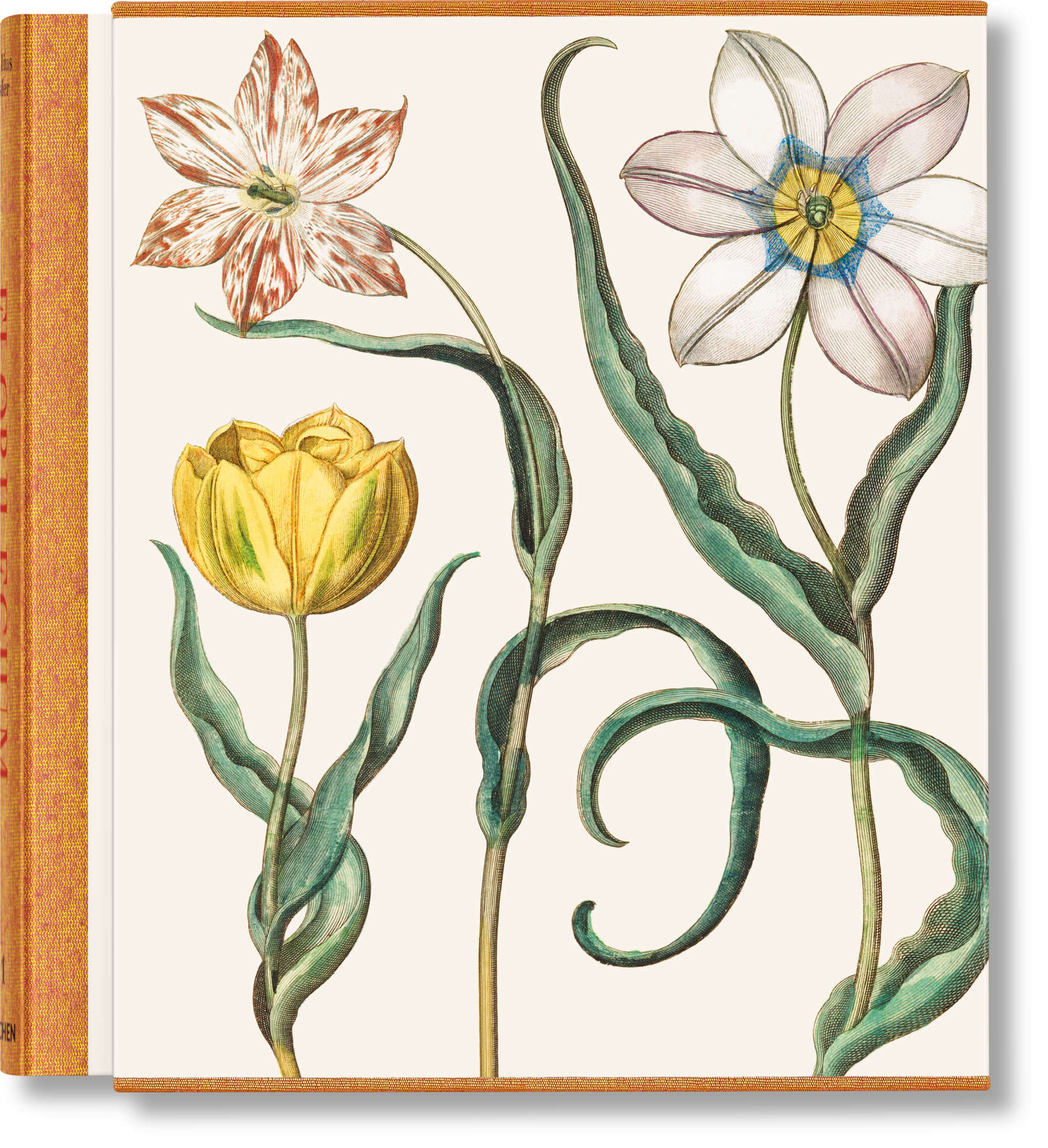 Taschen-Basilius Besler. The Garden at Eichstätt (German, French, English)-Classics-Black-Deal-Outlet-by-ARCHIVIST