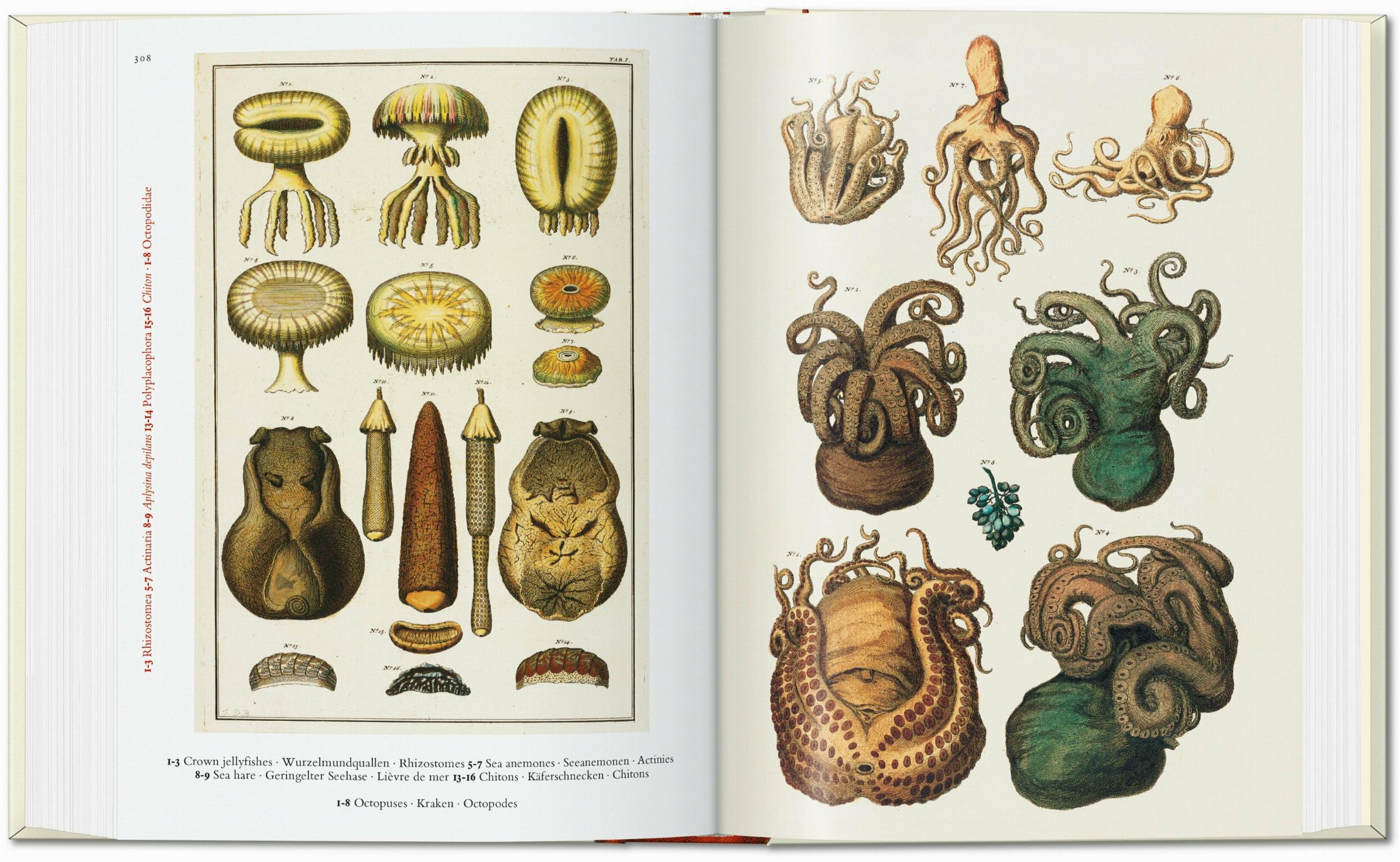 Taschen-Seba. Cabinet of Natural Curiosities. 45th Ed. (German, French, English)-Classics-Black-Deal-Outlet-by-ARCHIVIST