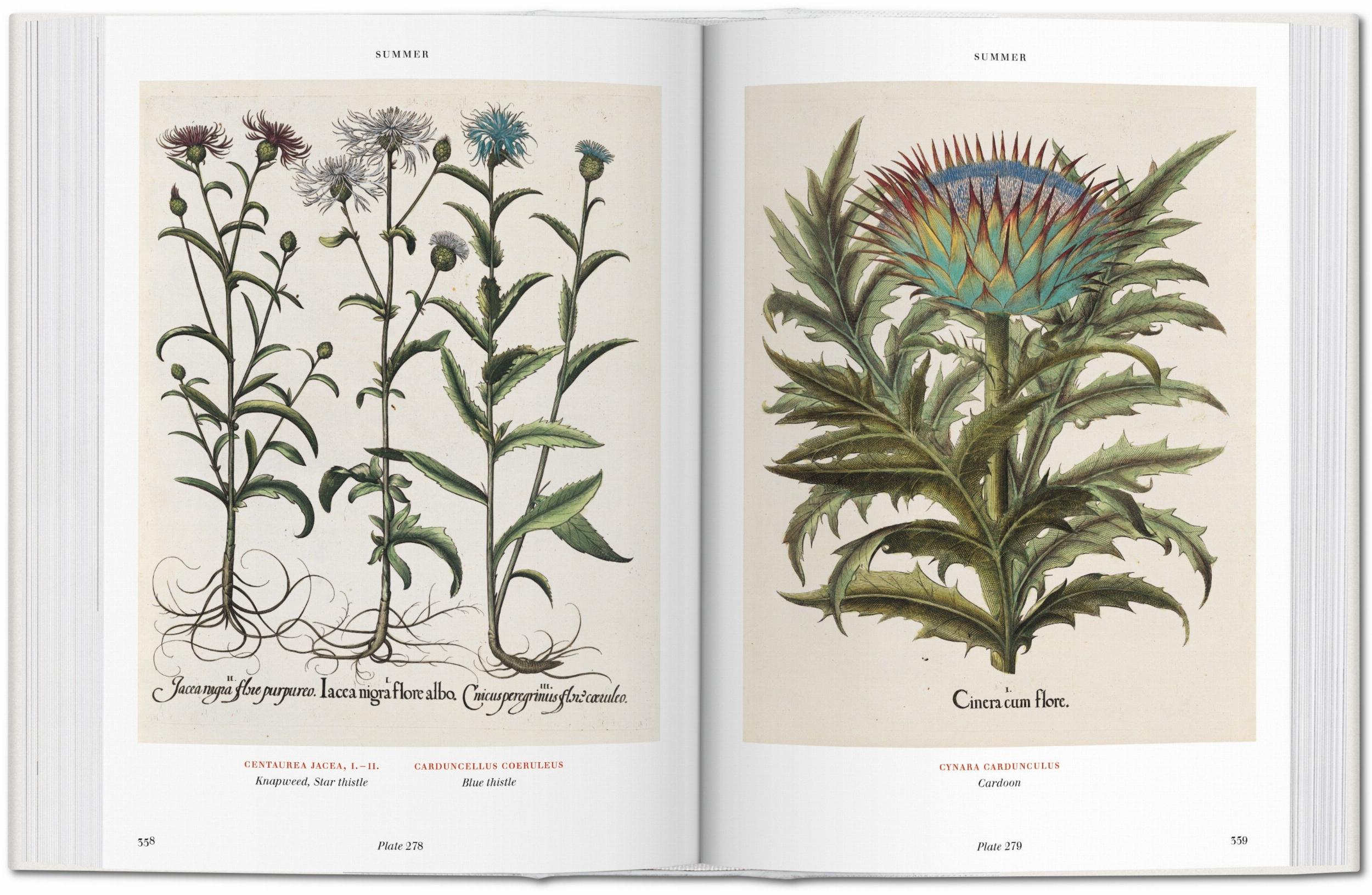 Taschen-Basilius Besler. Florilegium. The Book of Plants (English)-Classics-Black-Deal-Outlet-by-ARCHIVIST