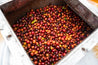 Paso Paso - Farmer Owned Coffee-Costa Rica - Diego Robelo - Centroamericano Anaerobic Natural-Black-Deal-Outlet-by-ARCHIVIST