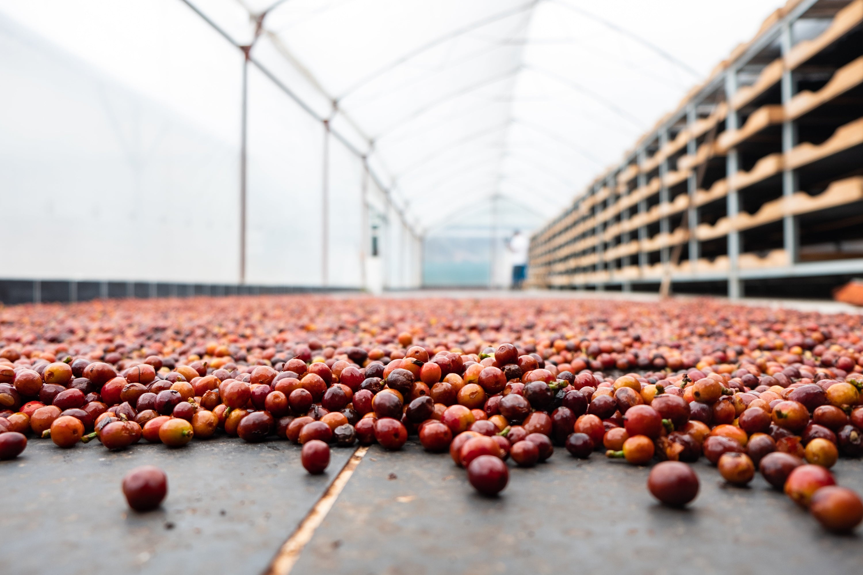 Paso Paso - Farmer Owned Coffee-Costa Rica - Diego Robelo - Centroamericano Anaerobic Natural-Black-Deal-Outlet-by-ARCHIVIST