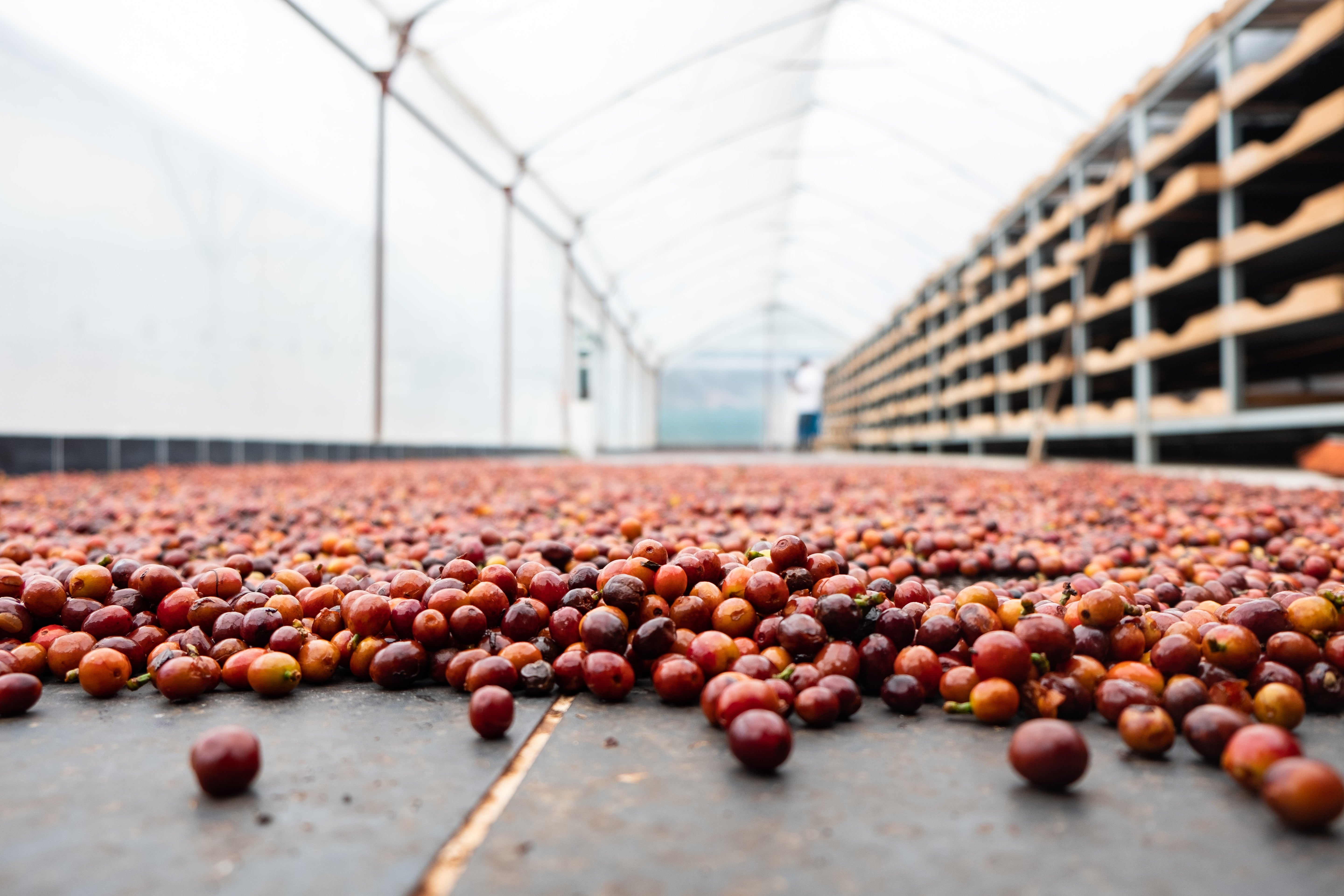 Paso Paso - Farmer Owned Coffee-Costa Rica - Diego Robelo - Centroamericano Anaerobic Natural-Black-Deal-Outlet-by-ARCHIVIST