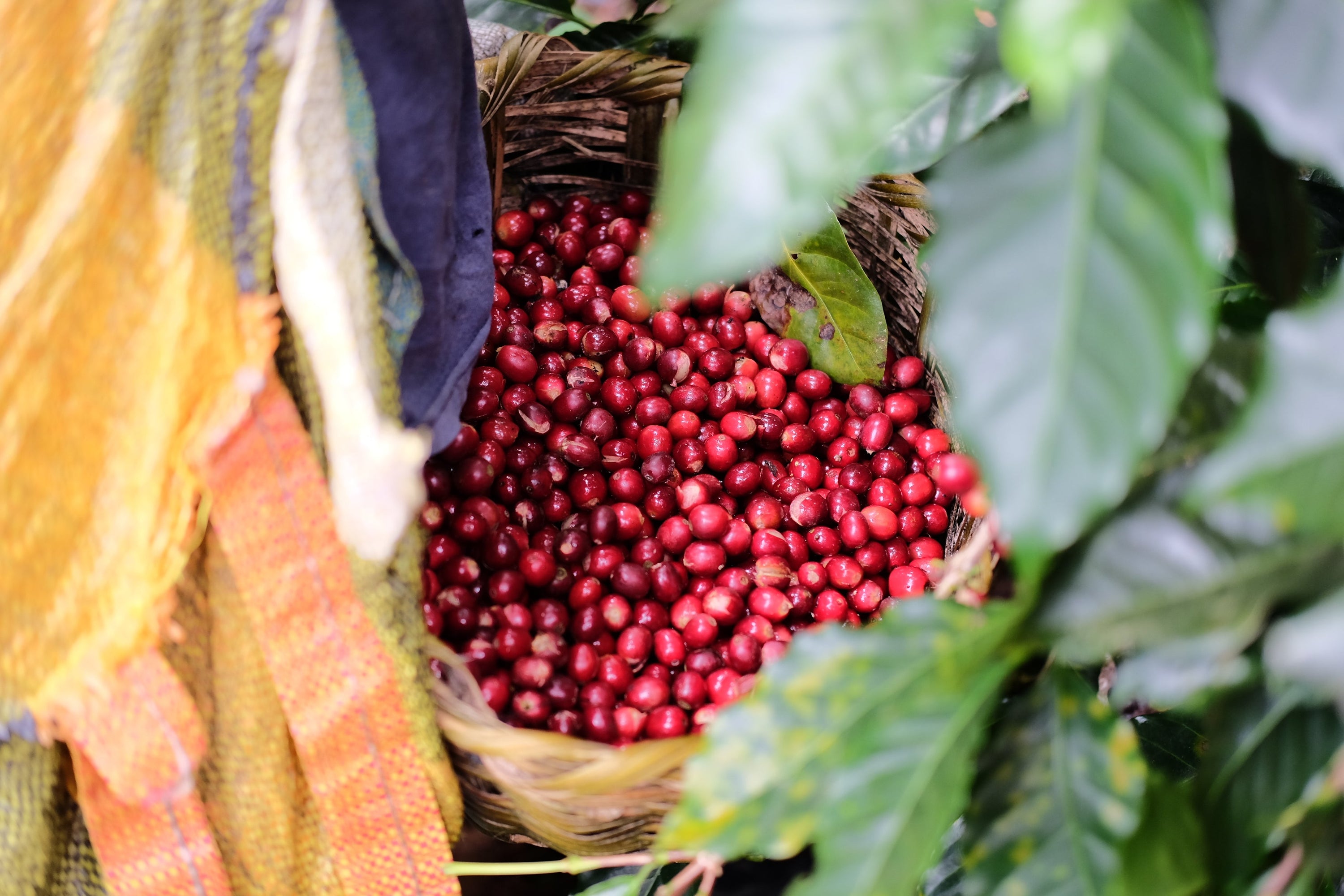 Paso Paso - Farmer Owned Coffee-Espresso - Silvio Sánchez - Catuai Natural-Black-Deal-Outlet-by-ARCHIVIST