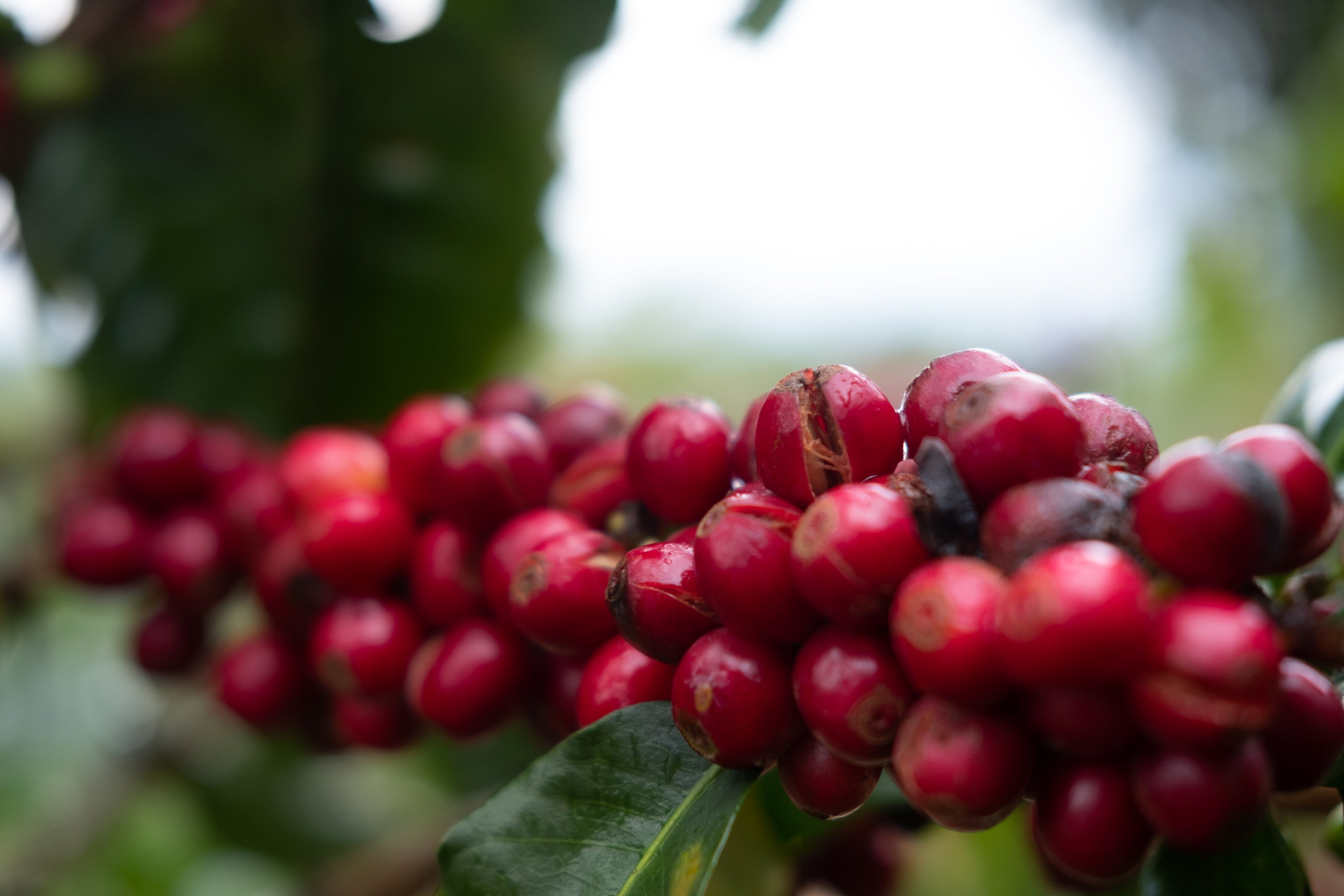 Paso Paso - Farmer Owned Coffee-Espresso - Silvio Sánchez - Catuai Natural-Black-Deal-Outlet-by-ARCHIVIST