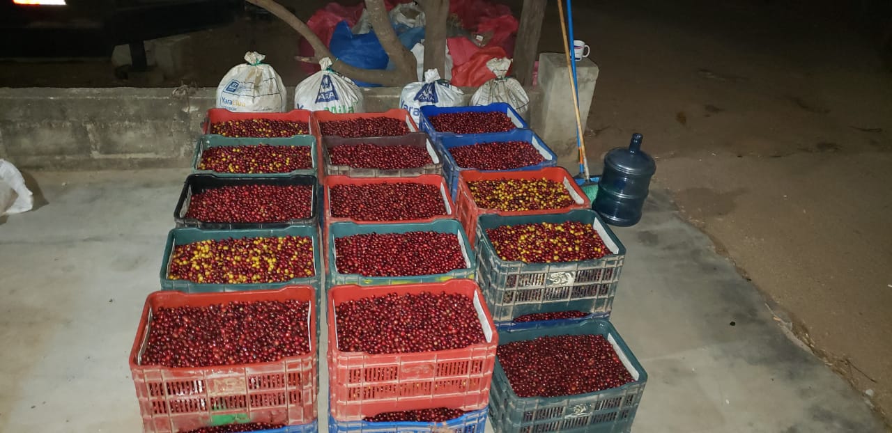 Paso Paso - Farmer Owned Coffee-Espresso - Silvio Sánchez - Catuai Natural-Black-Deal-Outlet-by-ARCHIVIST