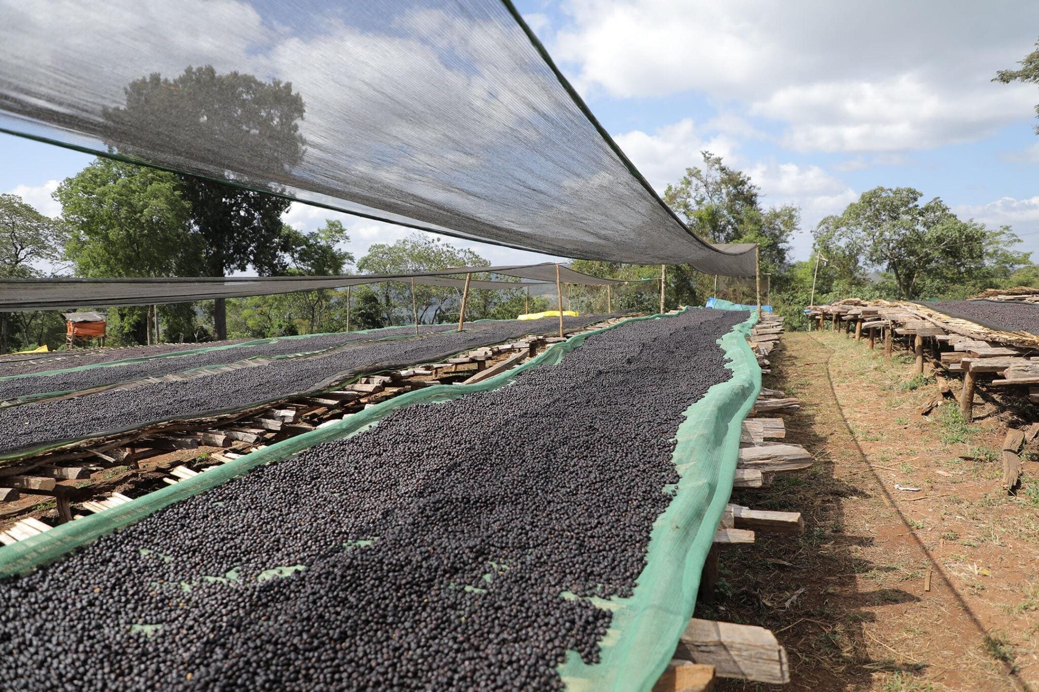 Paso Paso - Farmer Owned Coffee-EA Decaf - Syoum Family - Guji Natural-Black-Deal-Outlet-by-ARCHIVIST