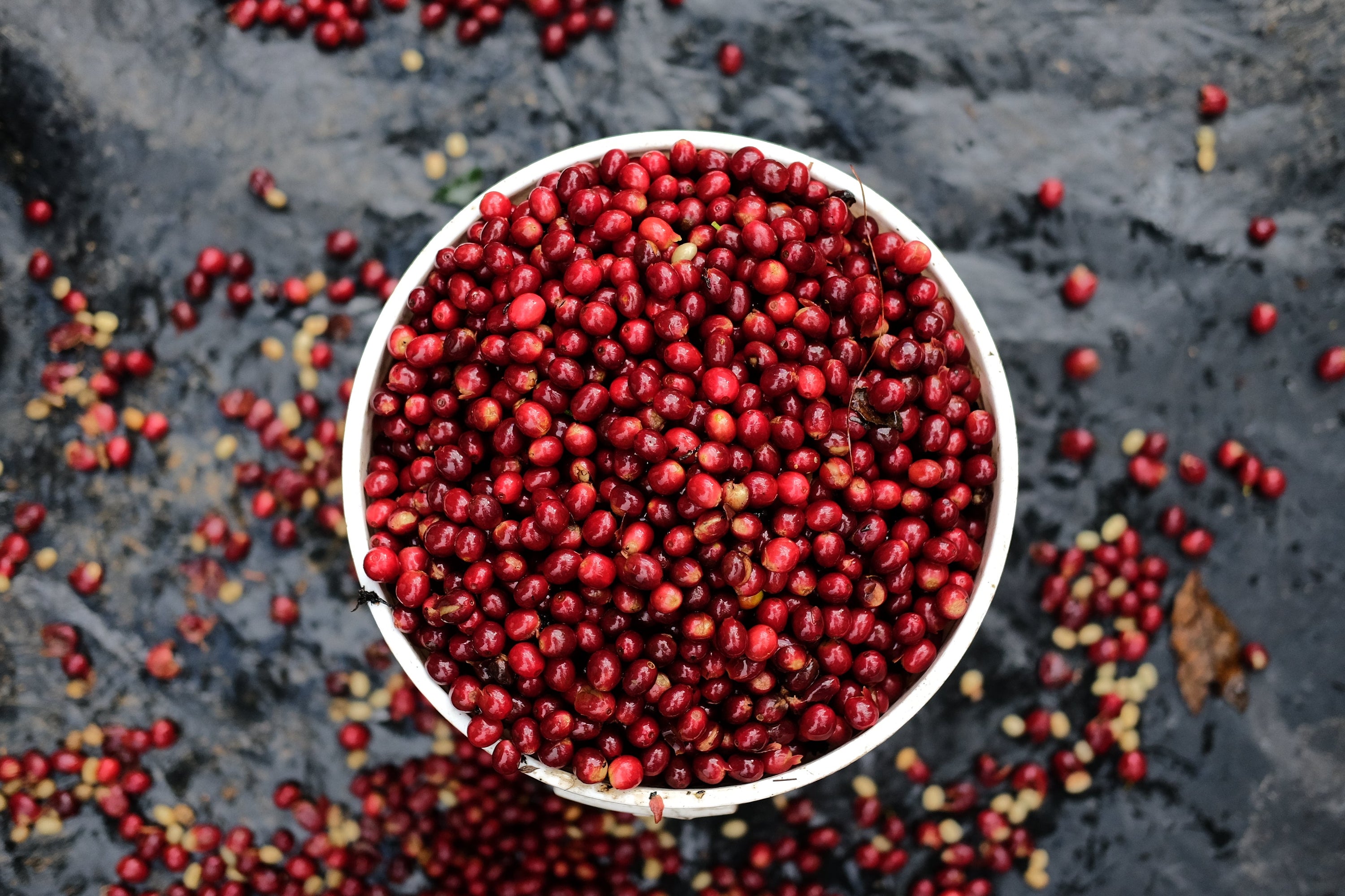 Paso Paso - Farmer Owned Coffee-Espresso - Silvio Sánchez - Catuai Natural-Black-Deal-Outlet-by-ARCHIVIST