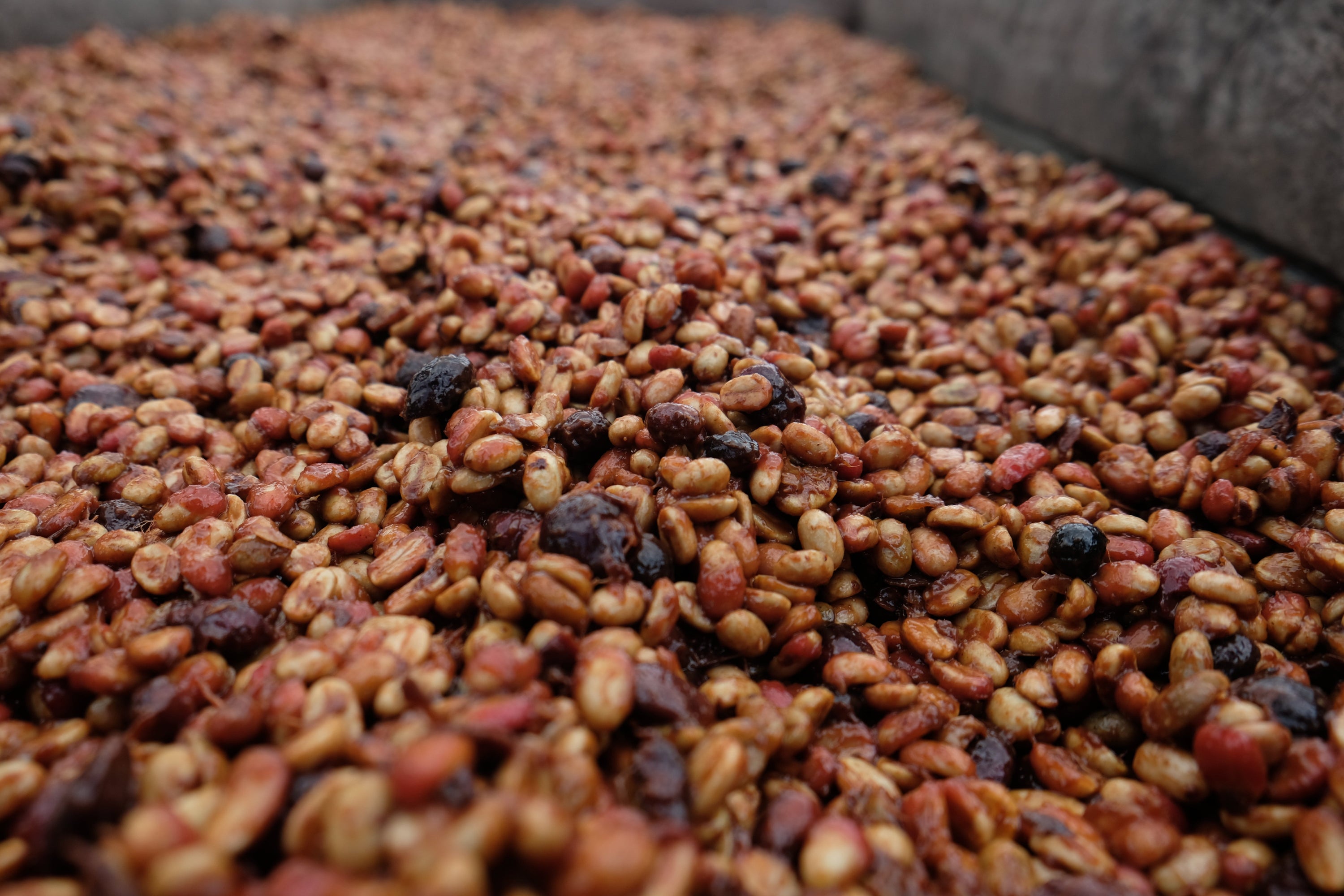 Paso Paso - Farmer Owned Coffee-Corazón Oscuro - Dark Roast Blend-Black-Deal-Outlet-by-ARCHIVIST