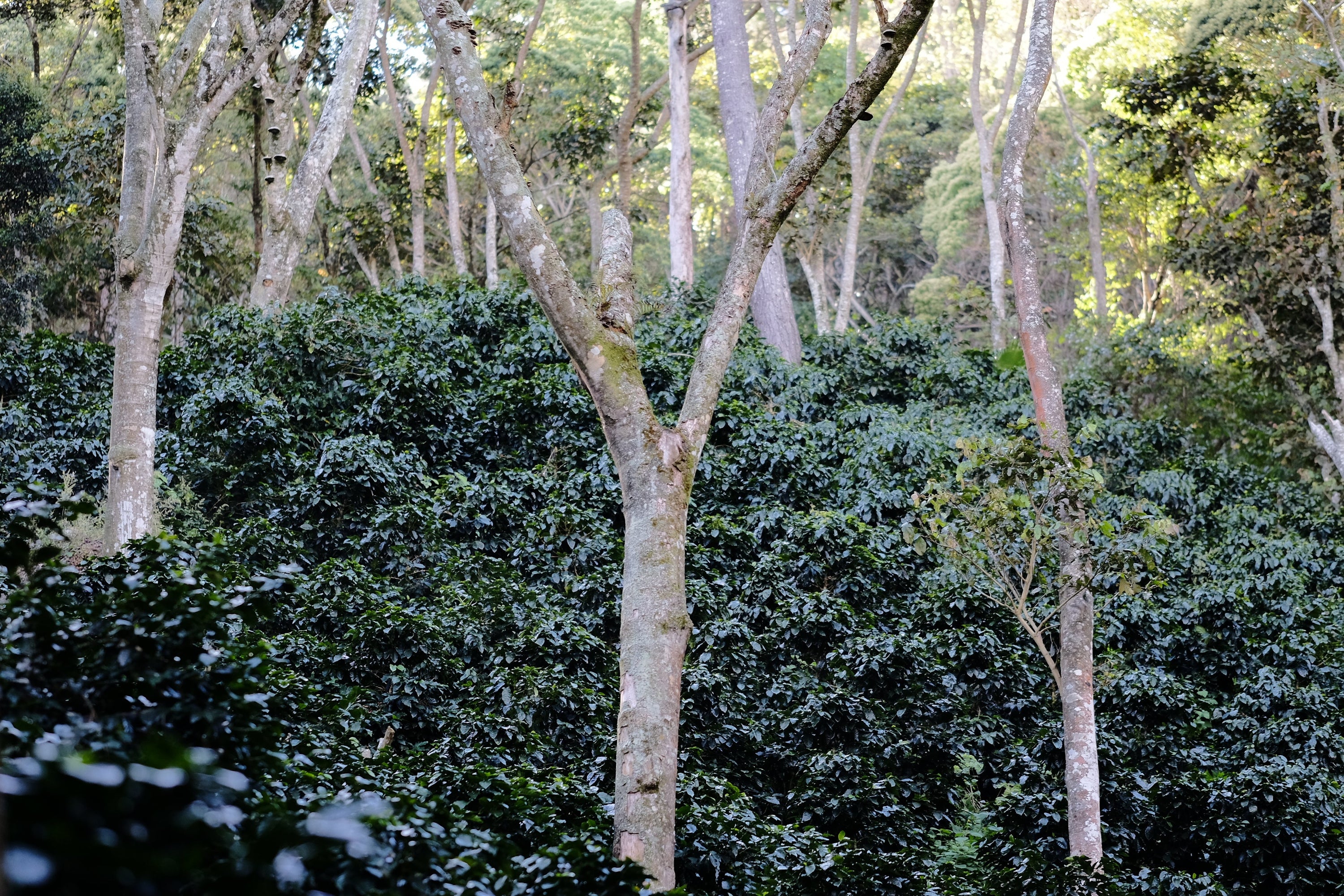 Paso Paso - Farmer Owned Coffee-Espresso - Silvio Sánchez - Catuai Natural-Black-Deal-Outlet-by-ARCHIVIST