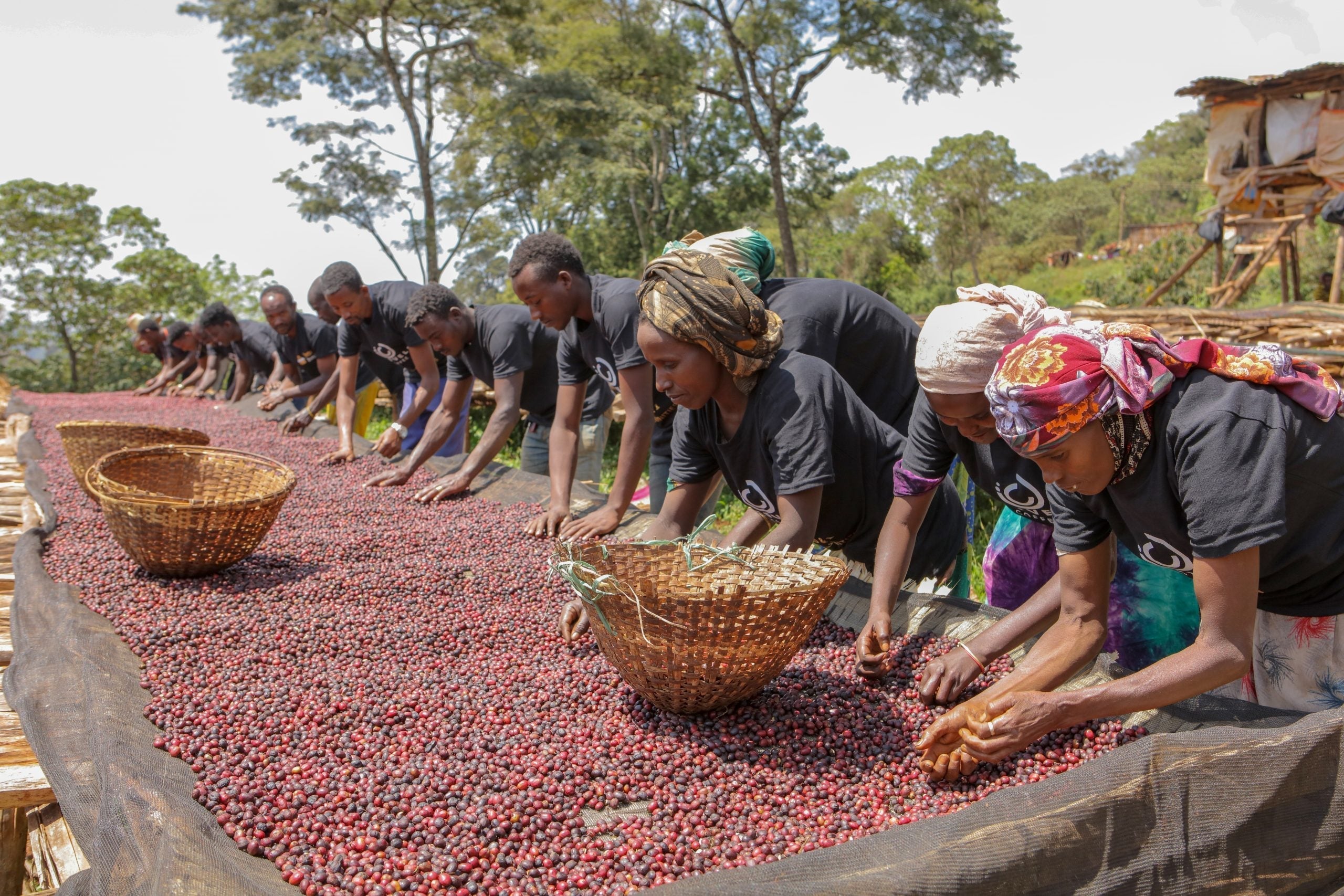 Paso Paso - Farmer Owned Coffee-EA Decaf - Syoum Family - Guji Natural-Black-Deal-Outlet-by-ARCHIVIST