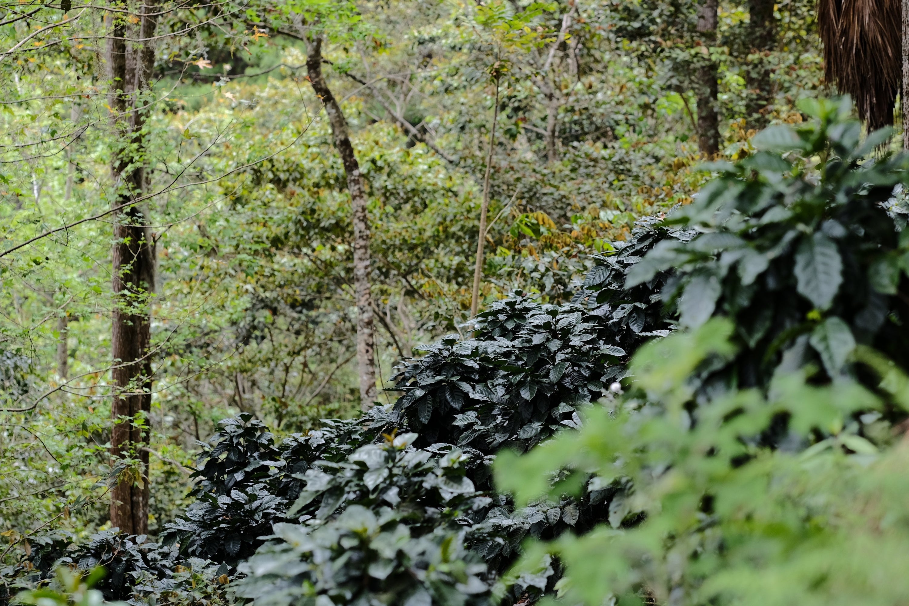 Paso Paso - Farmer Owned Coffee-Espresso - Silvio Sánchez - Catuai Natural-Black-Deal-Outlet-by-ARCHIVIST