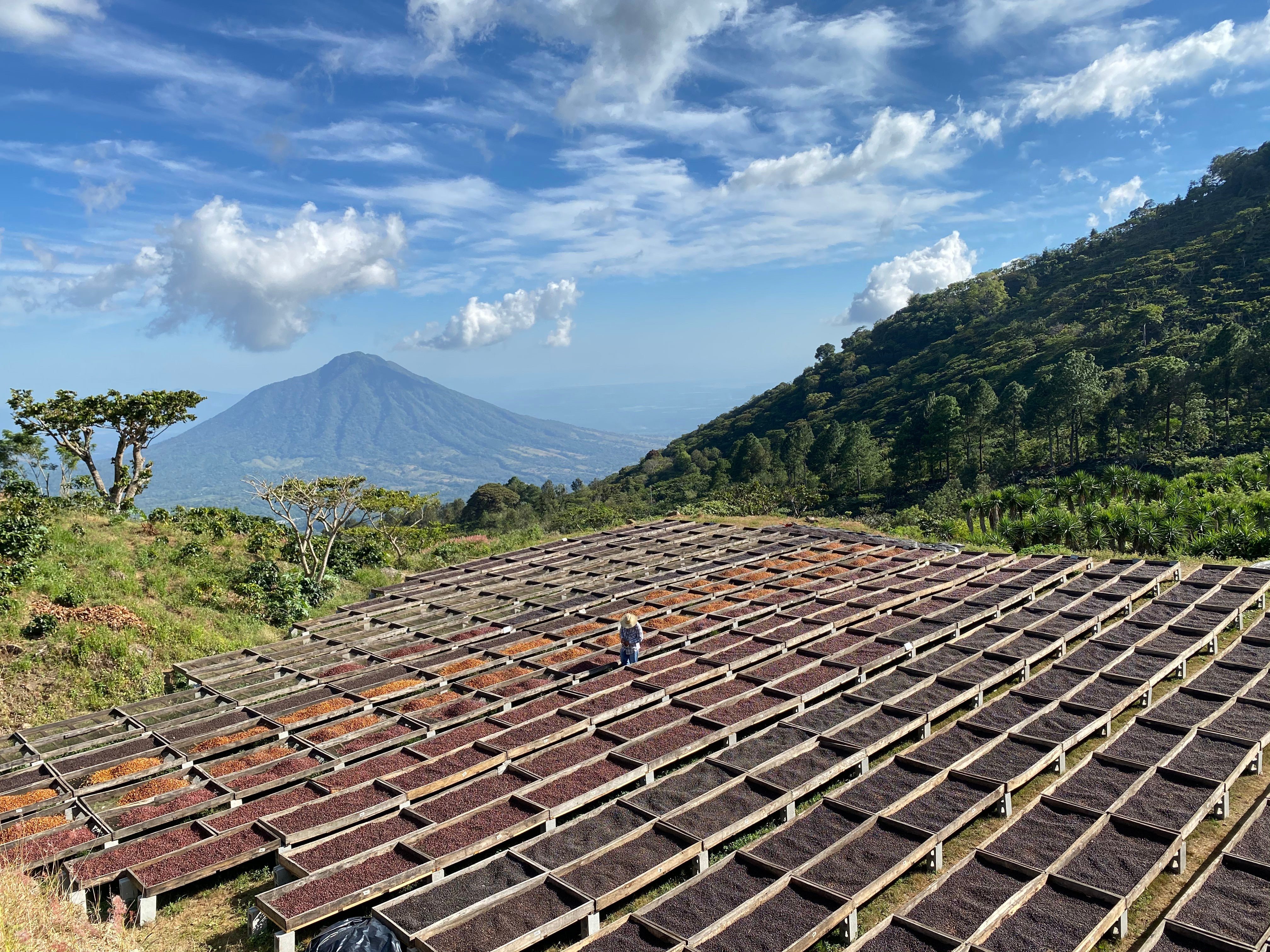 Paso Paso - Farmer Owned Coffee-Corazón Oscuro - Dark Roast Blend-Black-Deal-Outlet-by-ARCHIVIST