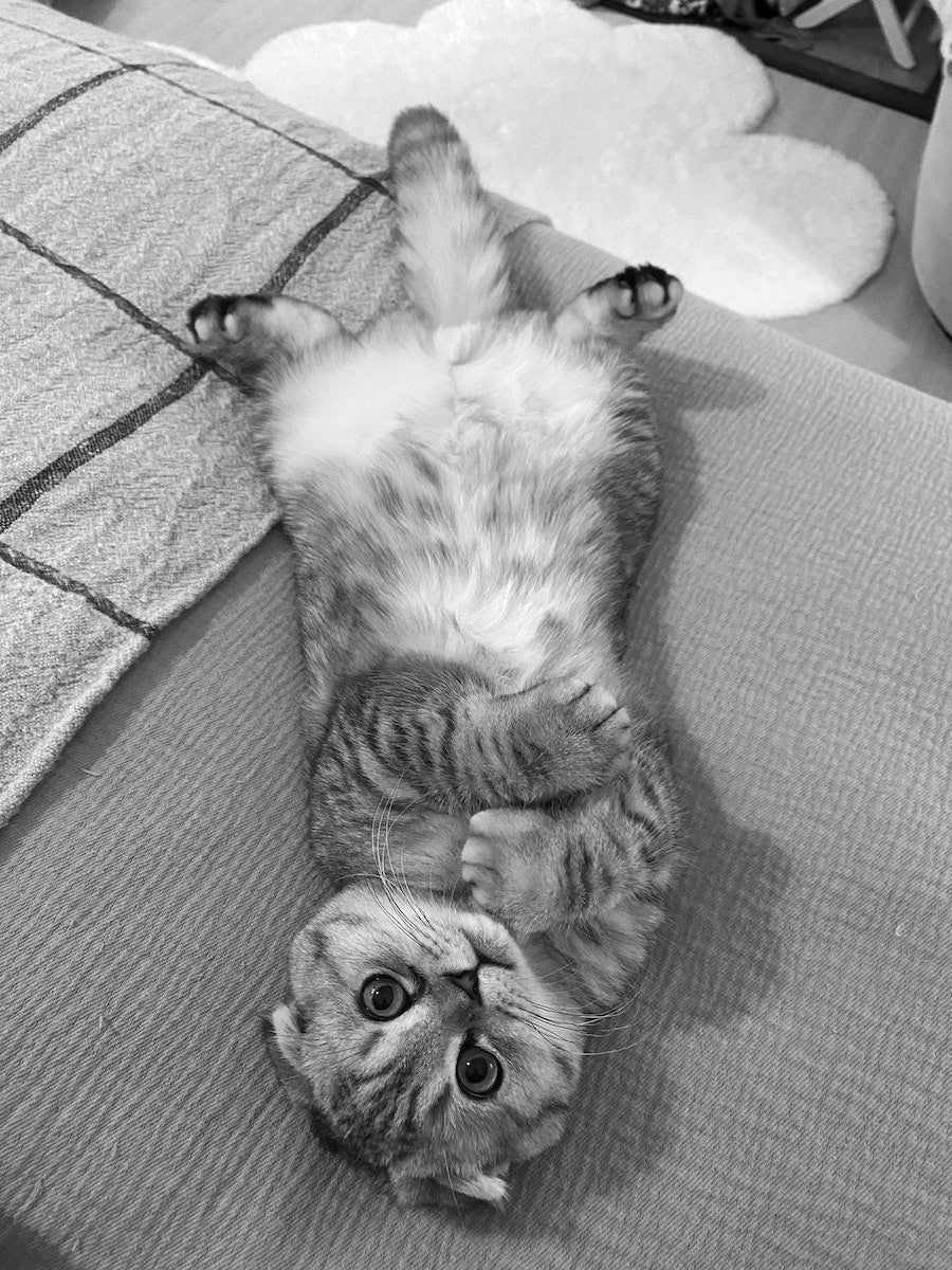 Gestalten Eu Shop-Blue Chip-Book-Black-Deal-Outlet-by-ARCHIVIST