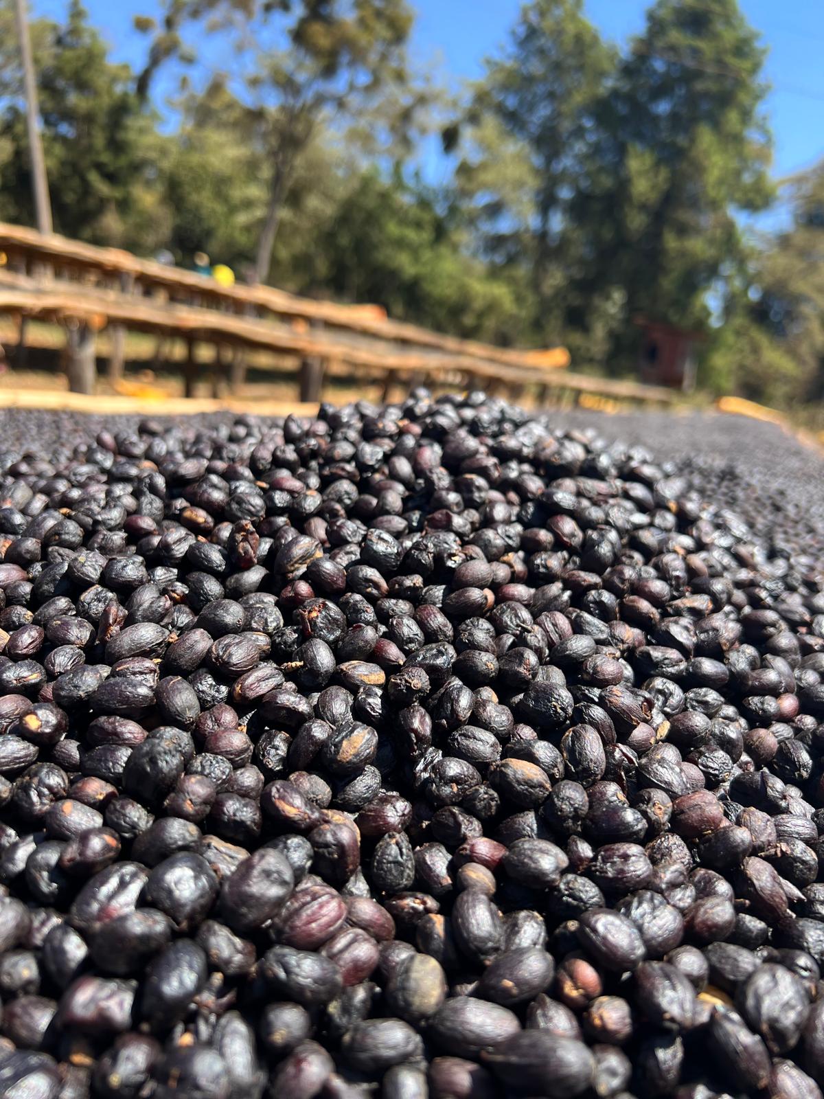 Paso Paso - Farmer Owned Coffee-EA Decaf - Syoum Family - Guji Natural-Black-Deal-Outlet-by-ARCHIVIST