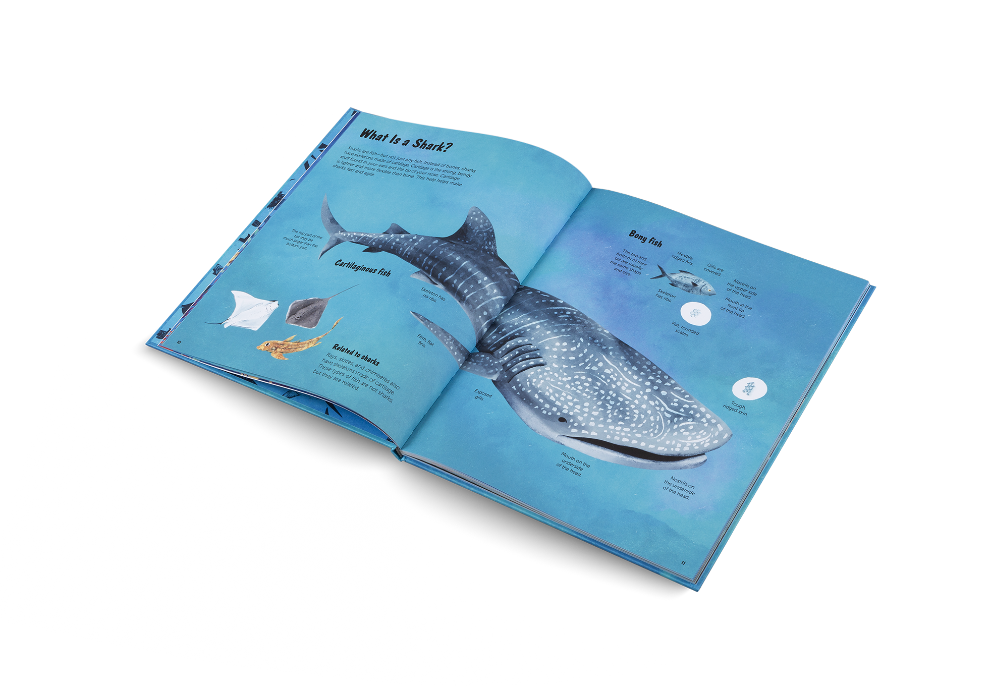 Gestalten Eu Shop-The World of Sharks-Book-Black-Deal-Outlet-by-ARCHIVIST