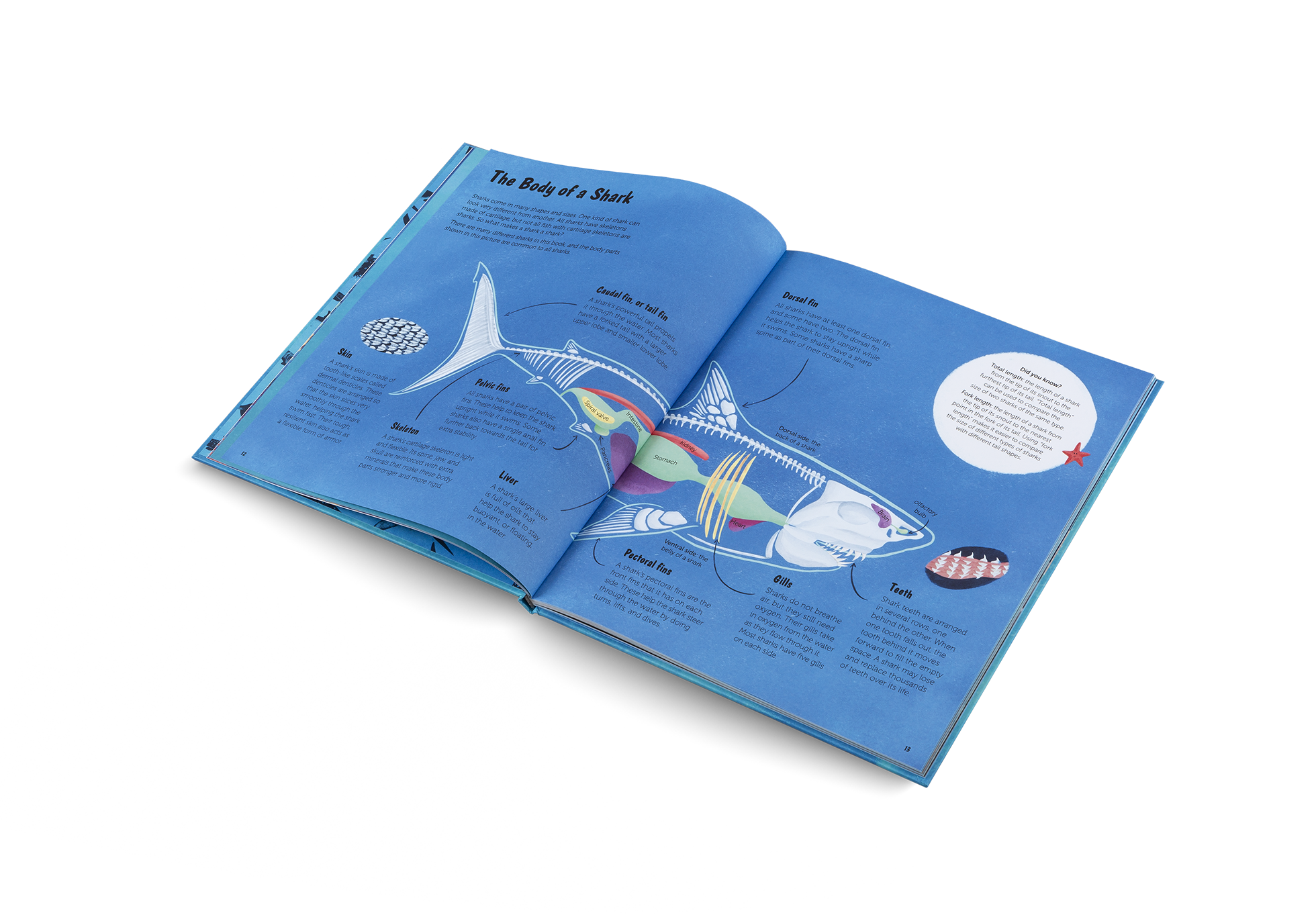 Gestalten Eu Shop-The World of Sharks-Book-Black-Deal-Outlet-by-ARCHIVIST